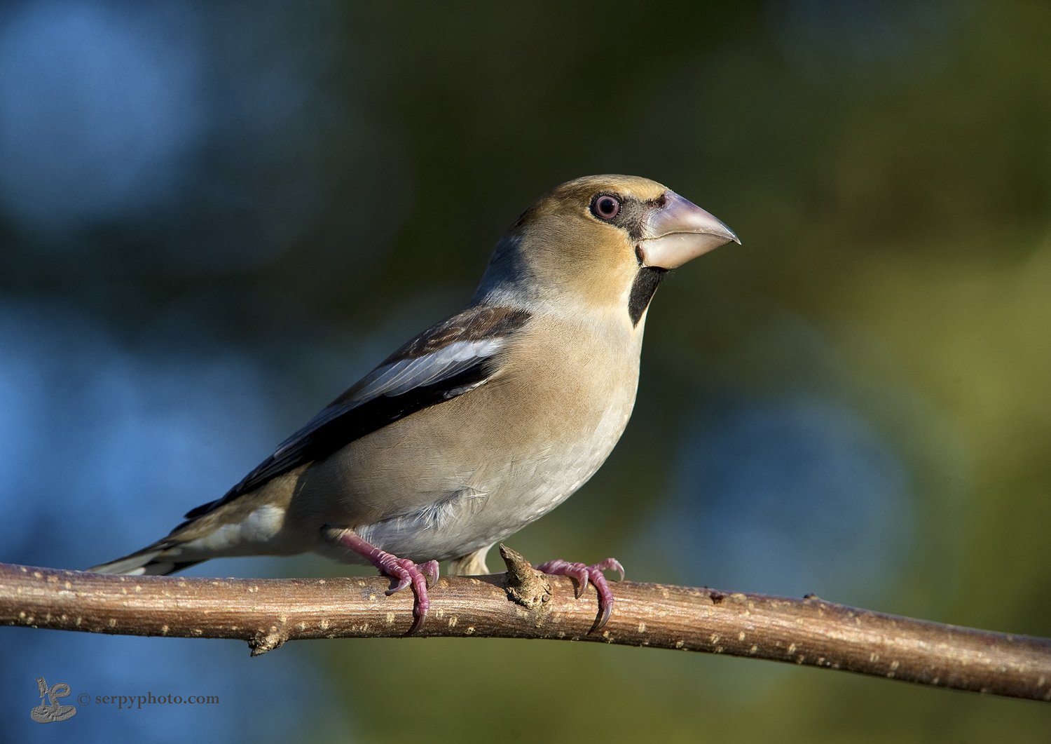 La natura vince sempre