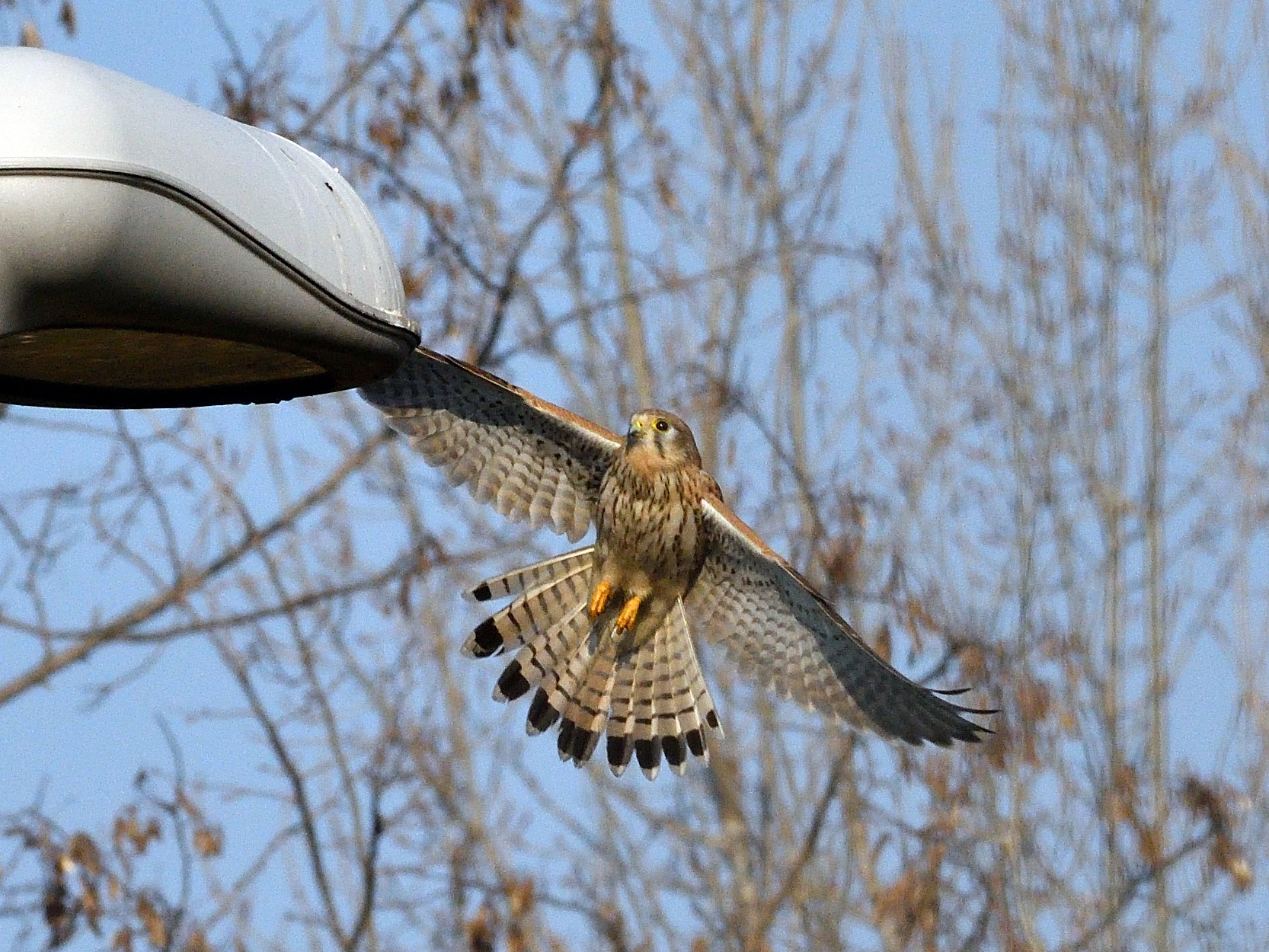 The Gliding