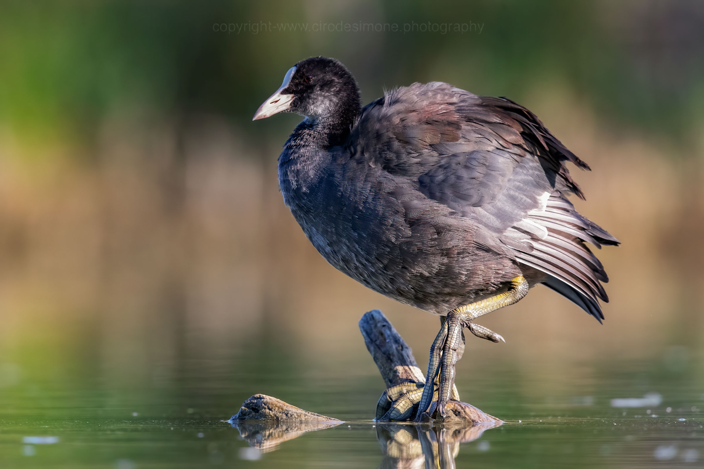 But what beautiful paws