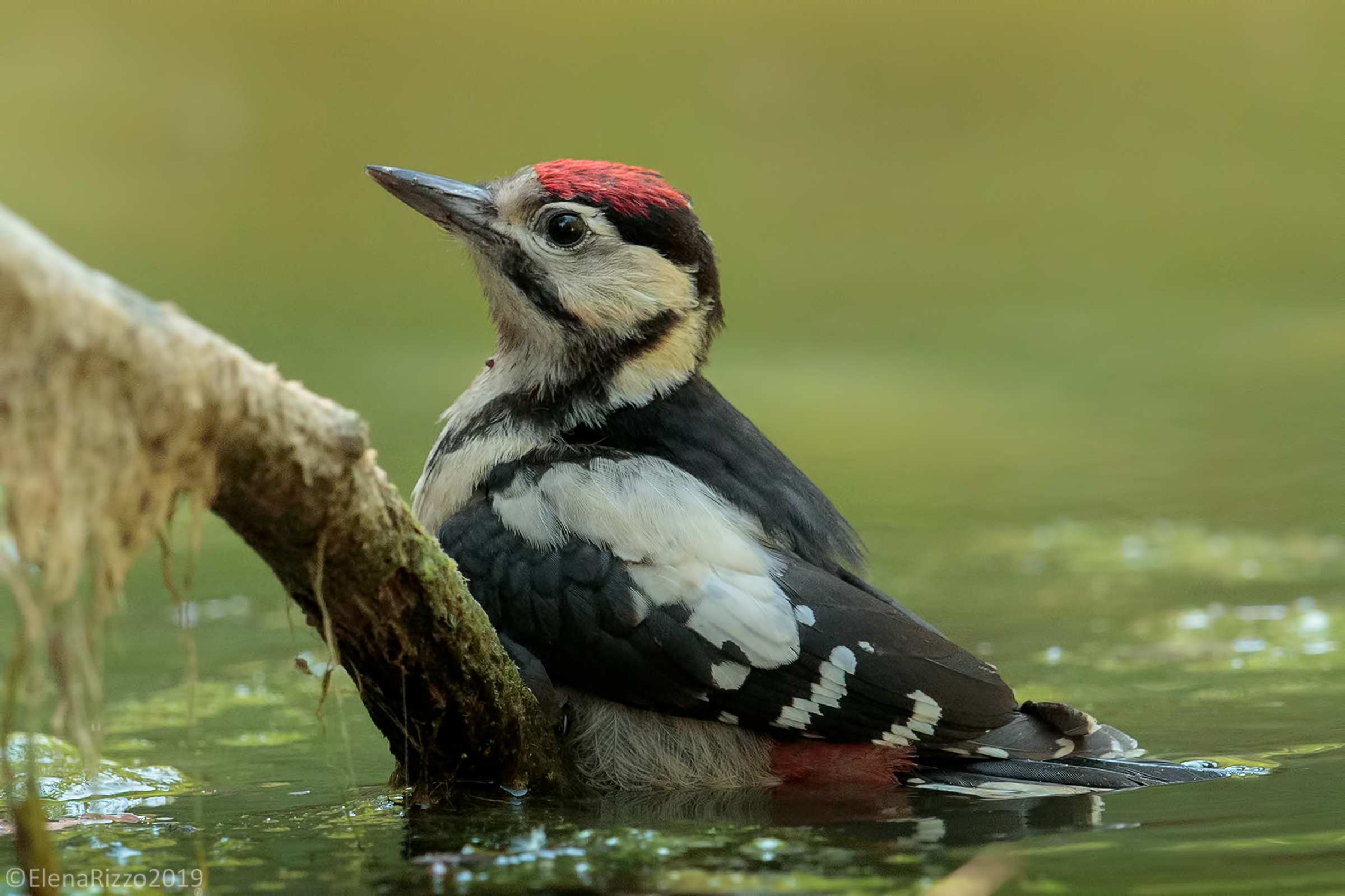 Major red woodpecker