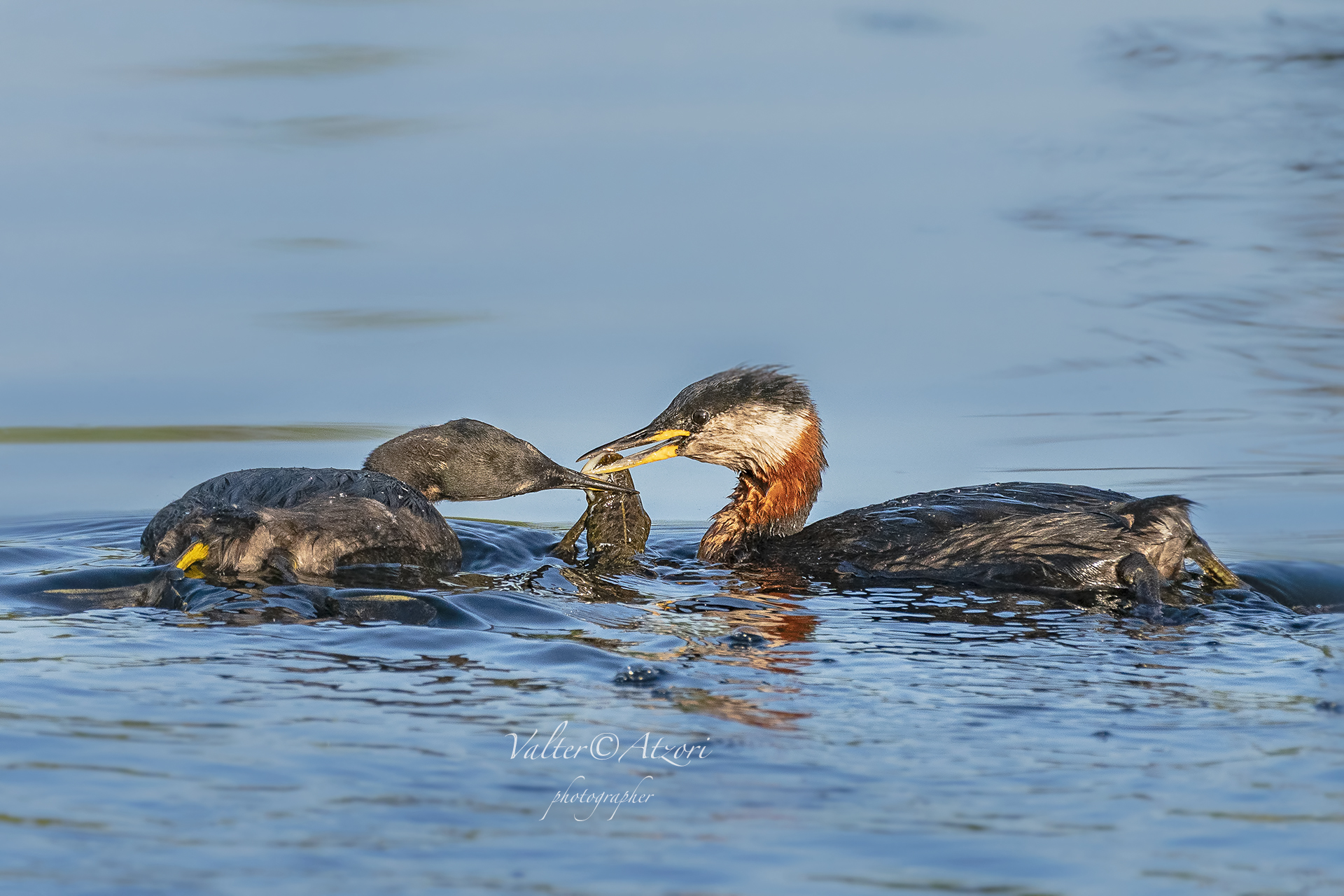 il genitore nutre il piccolo