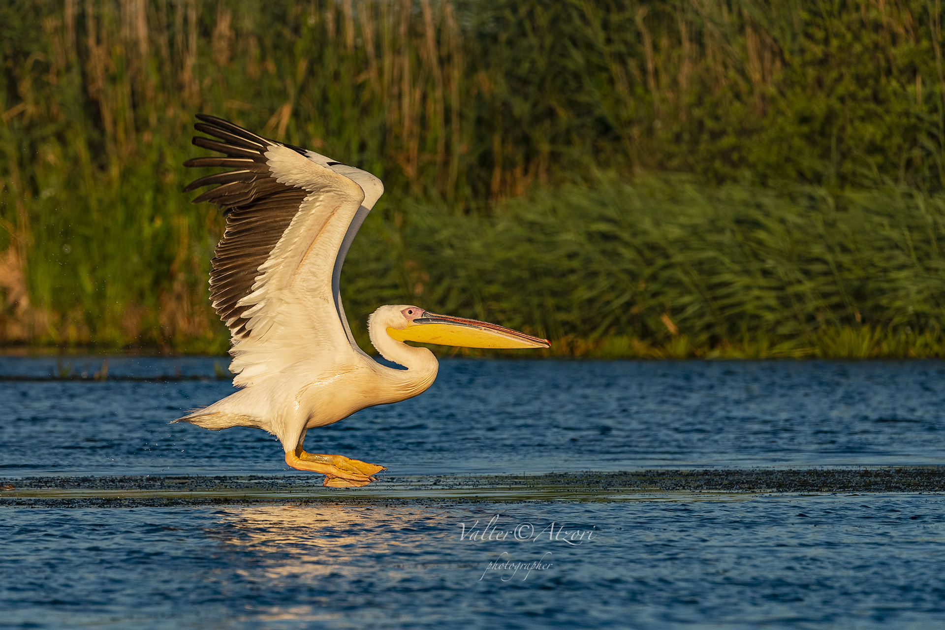 Pellicano mentre spicca il volo