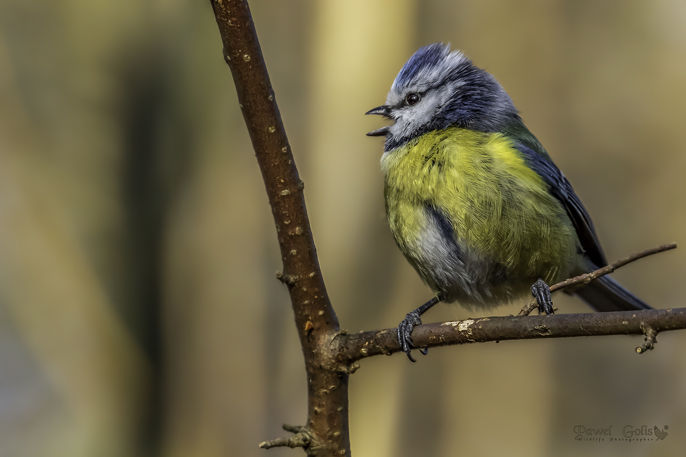 Tit blu eurasiatico (Cianistes caeruleus)