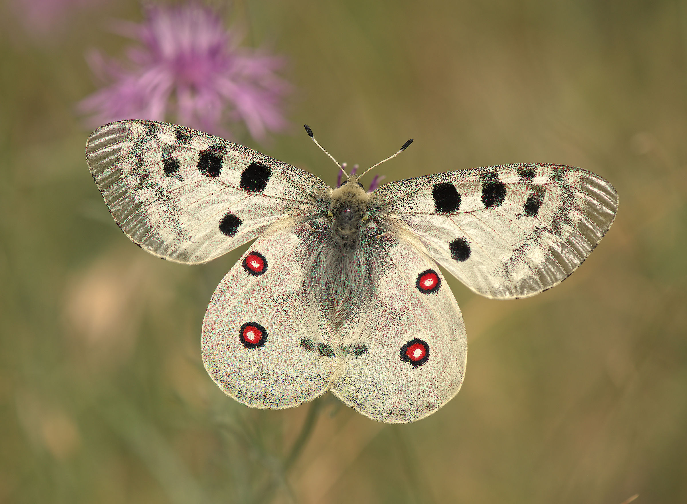 Parnassius apollo
