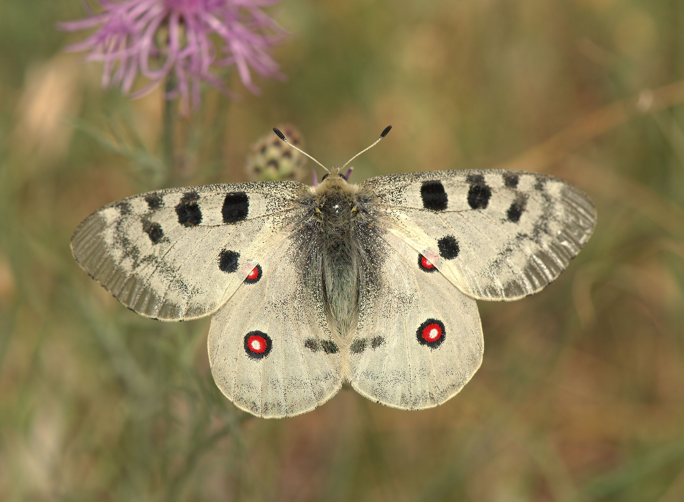 Parnassius apollo