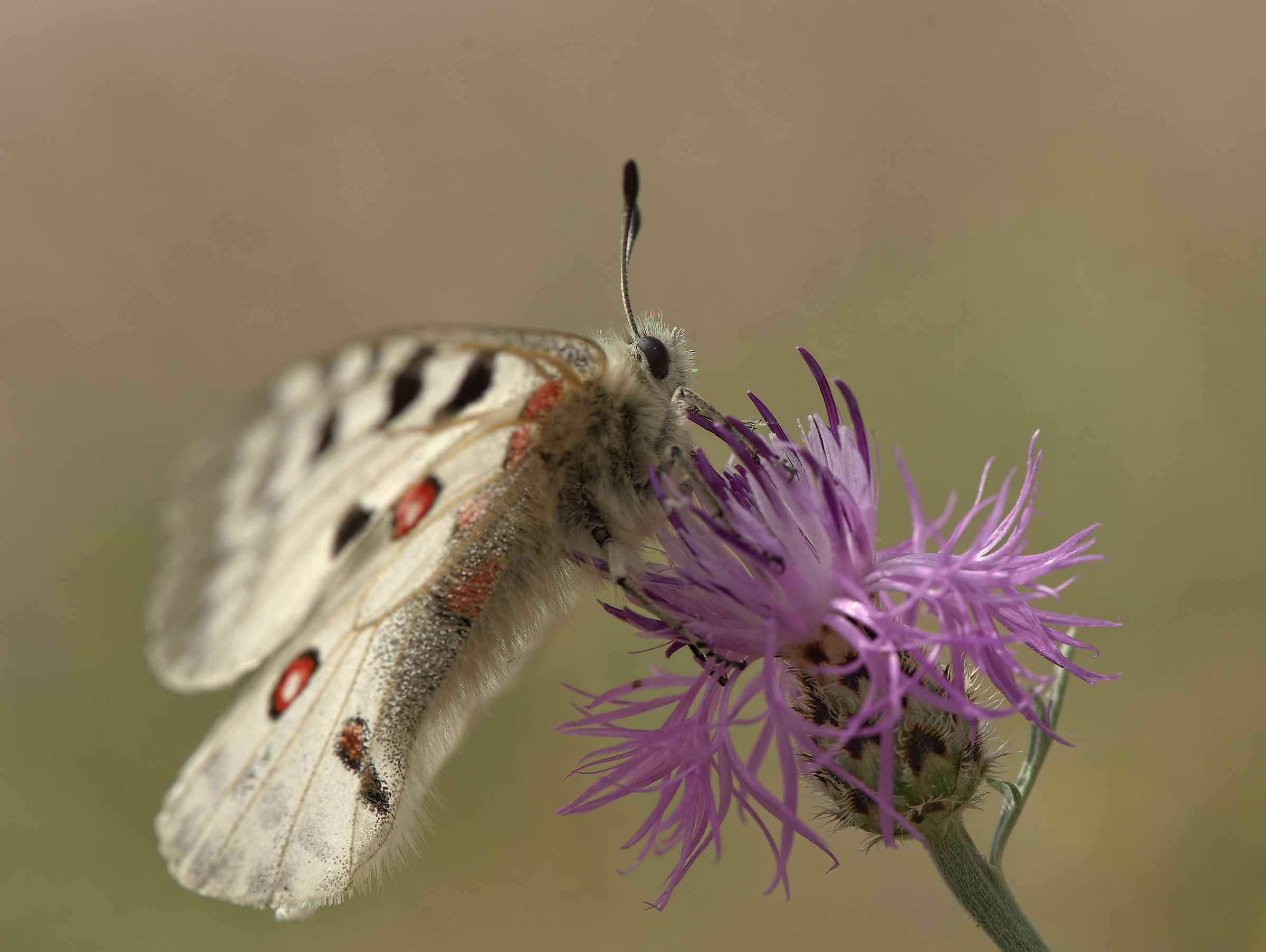 Parnassius apollo