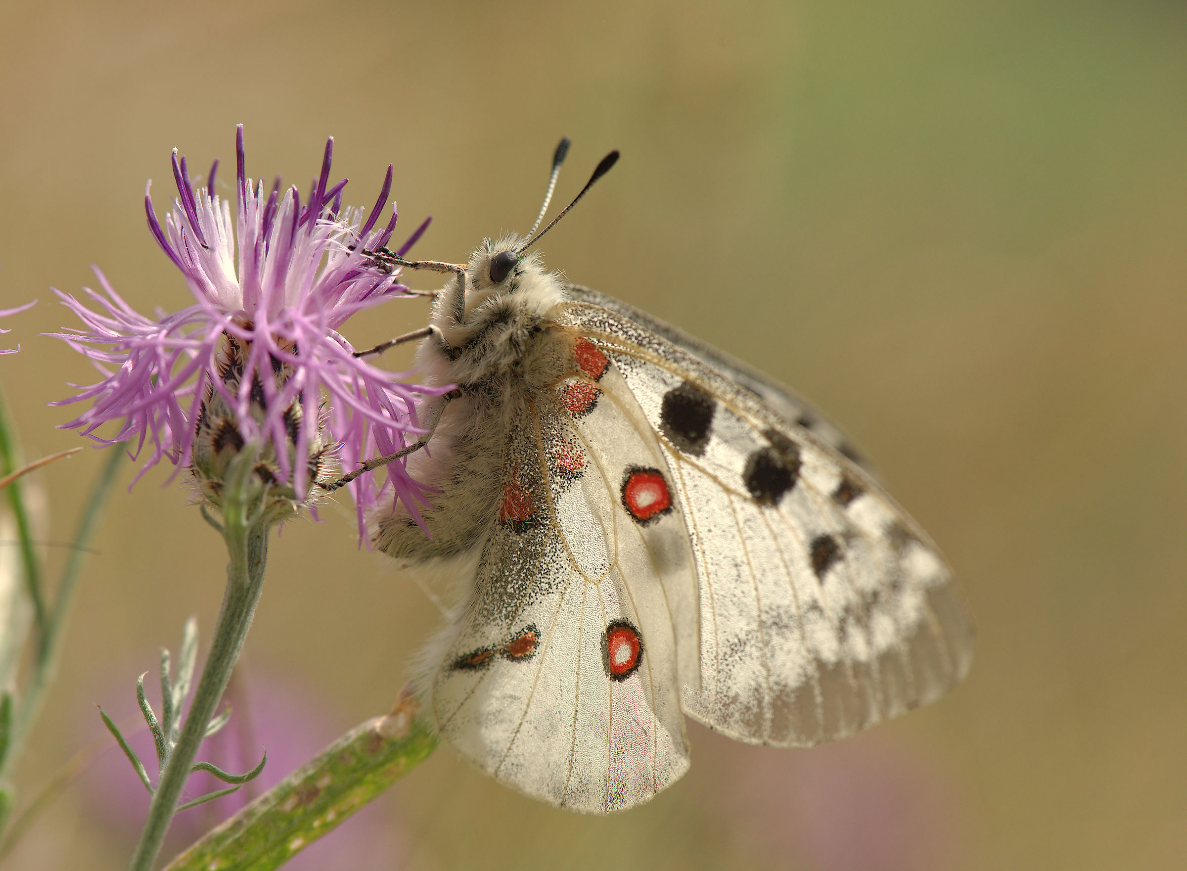 Parnassius apollo