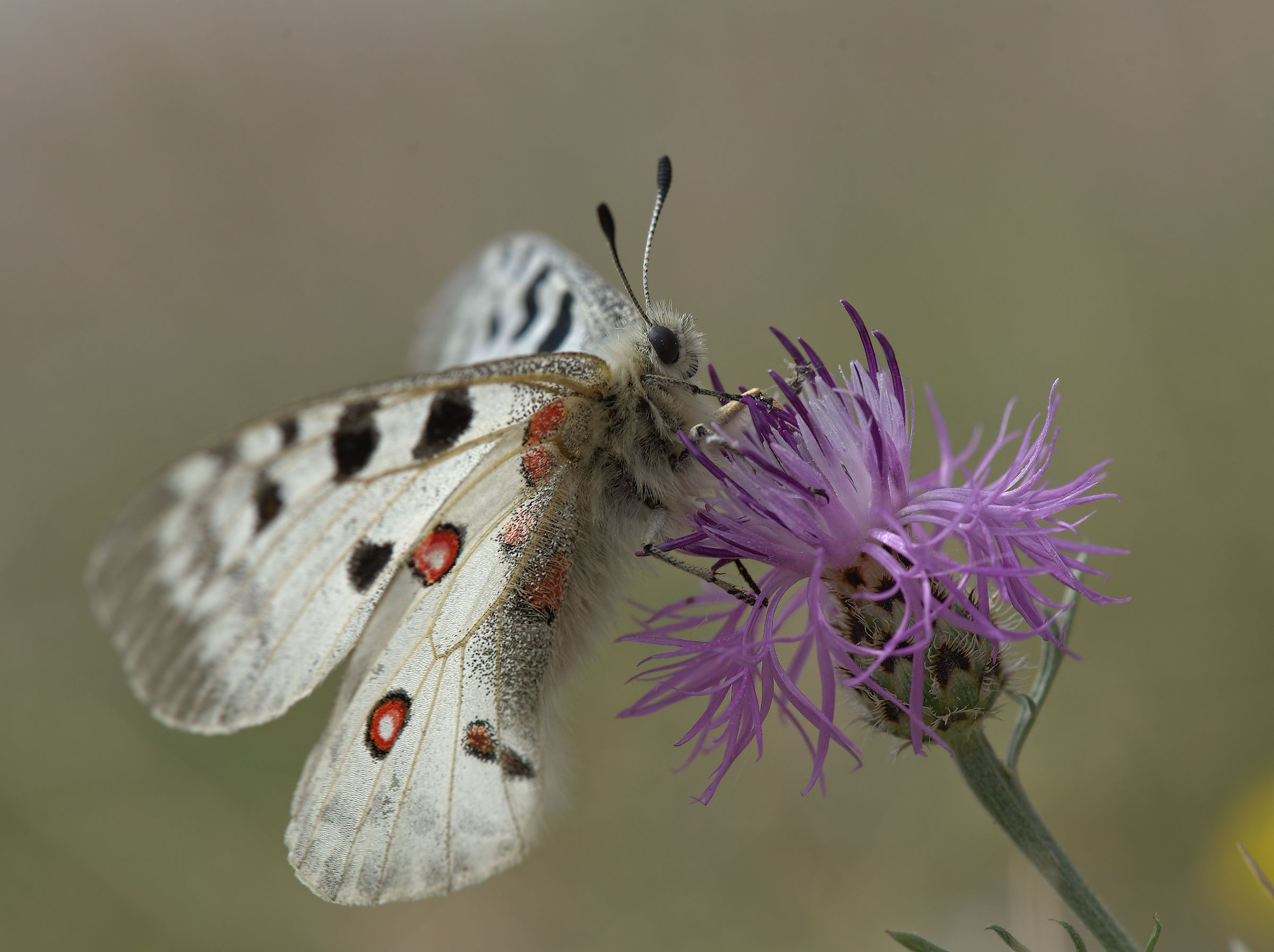 Parnassius apollo