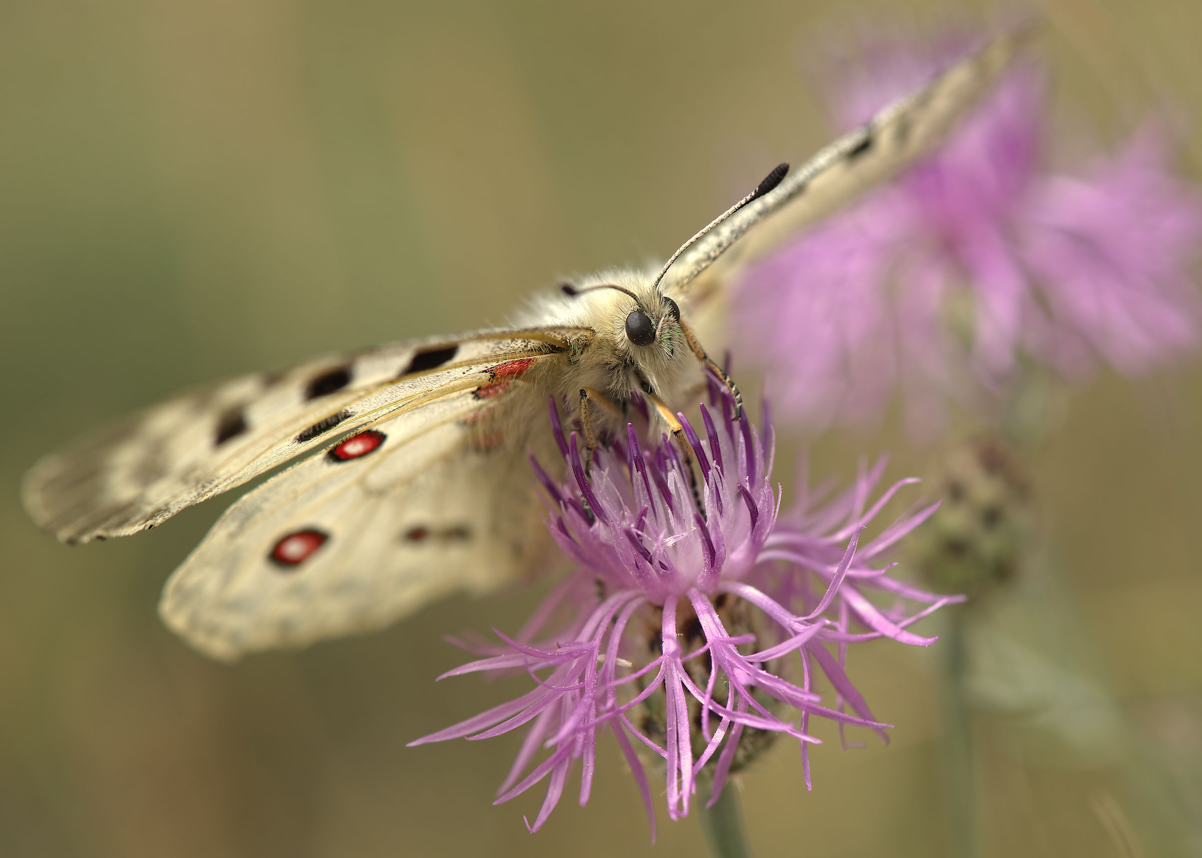 Parnassius apollo