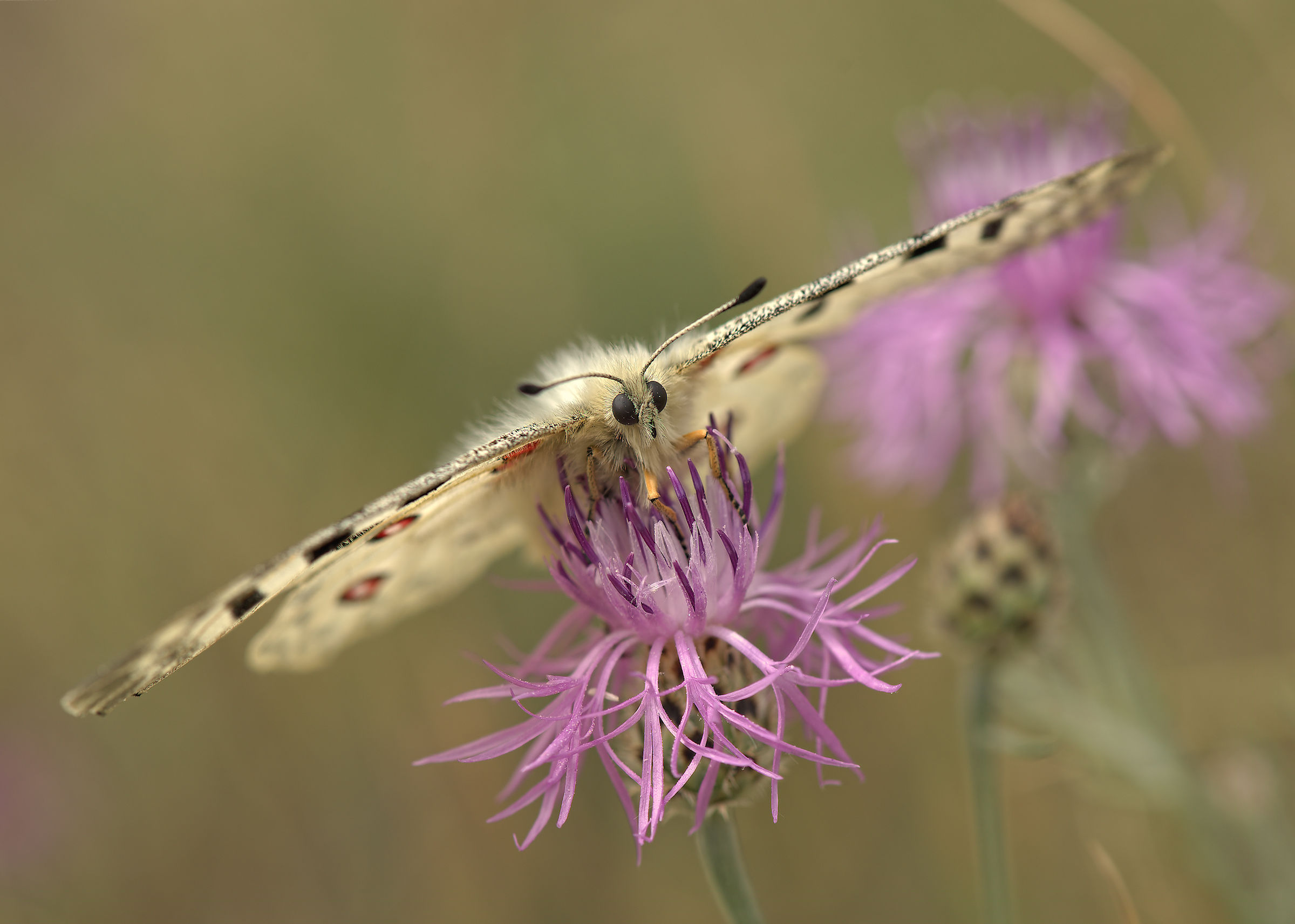 Parnassius apollo