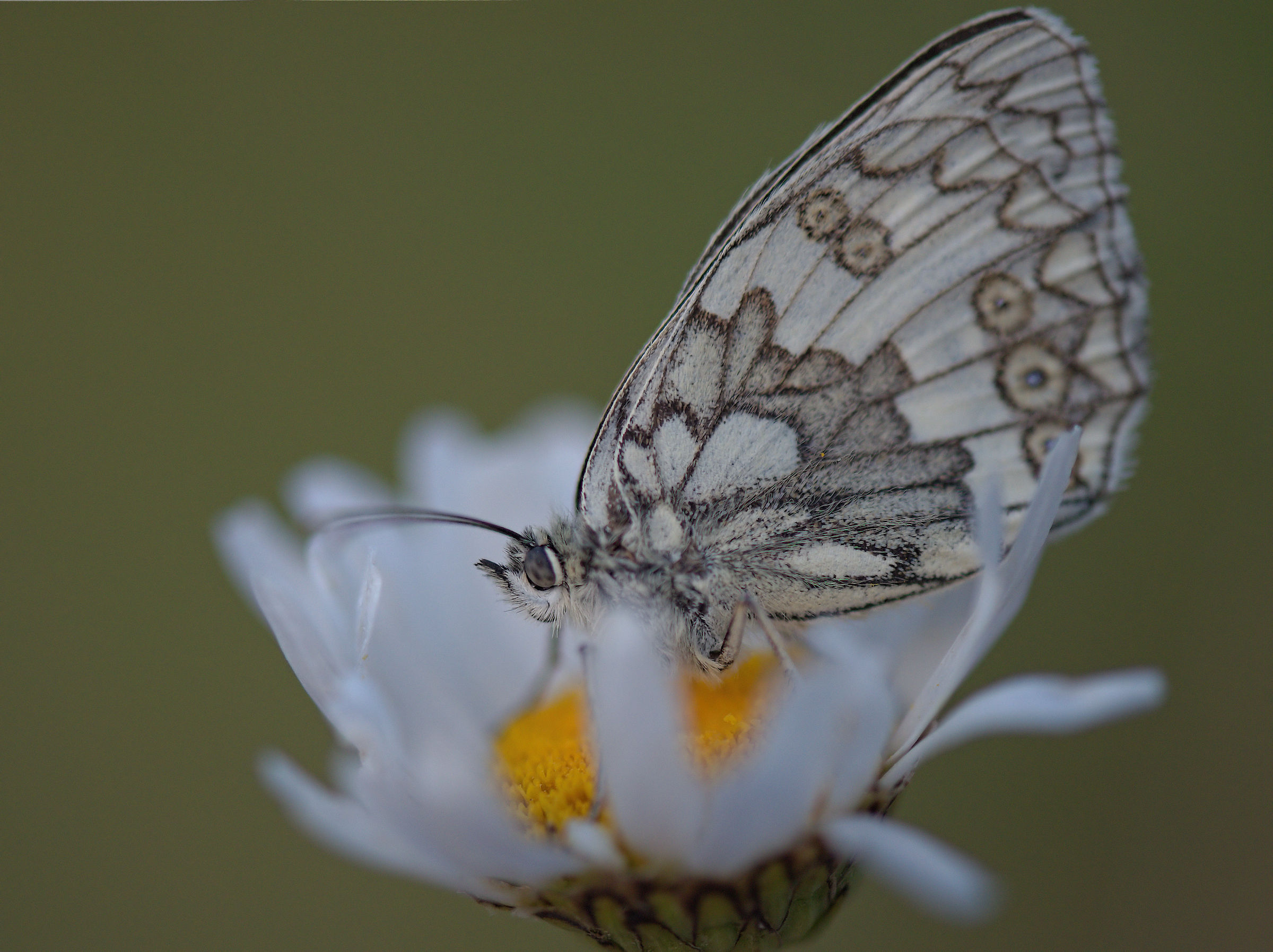 Melanargia galathea