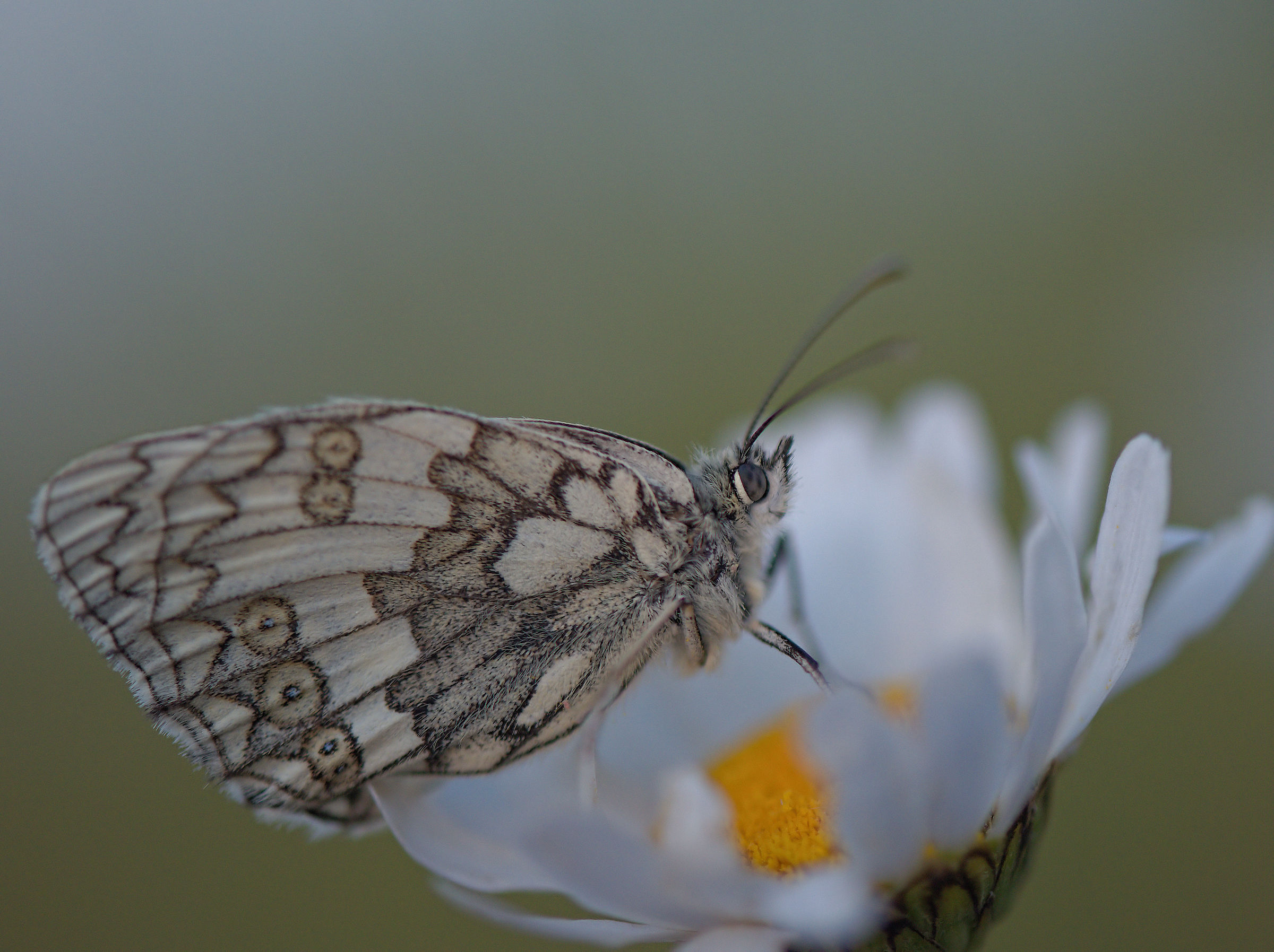 Melanargia galathea