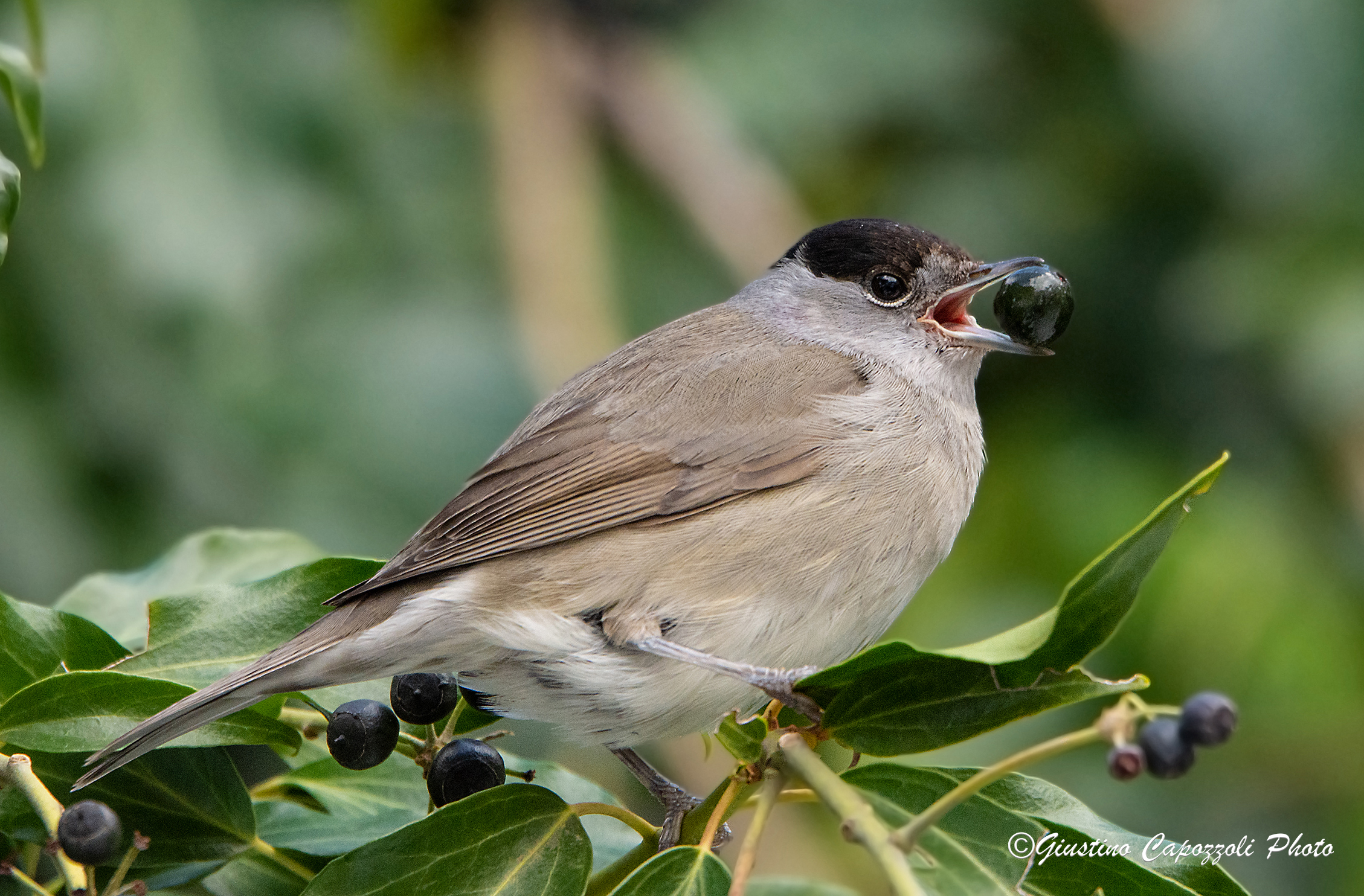 Blackcap