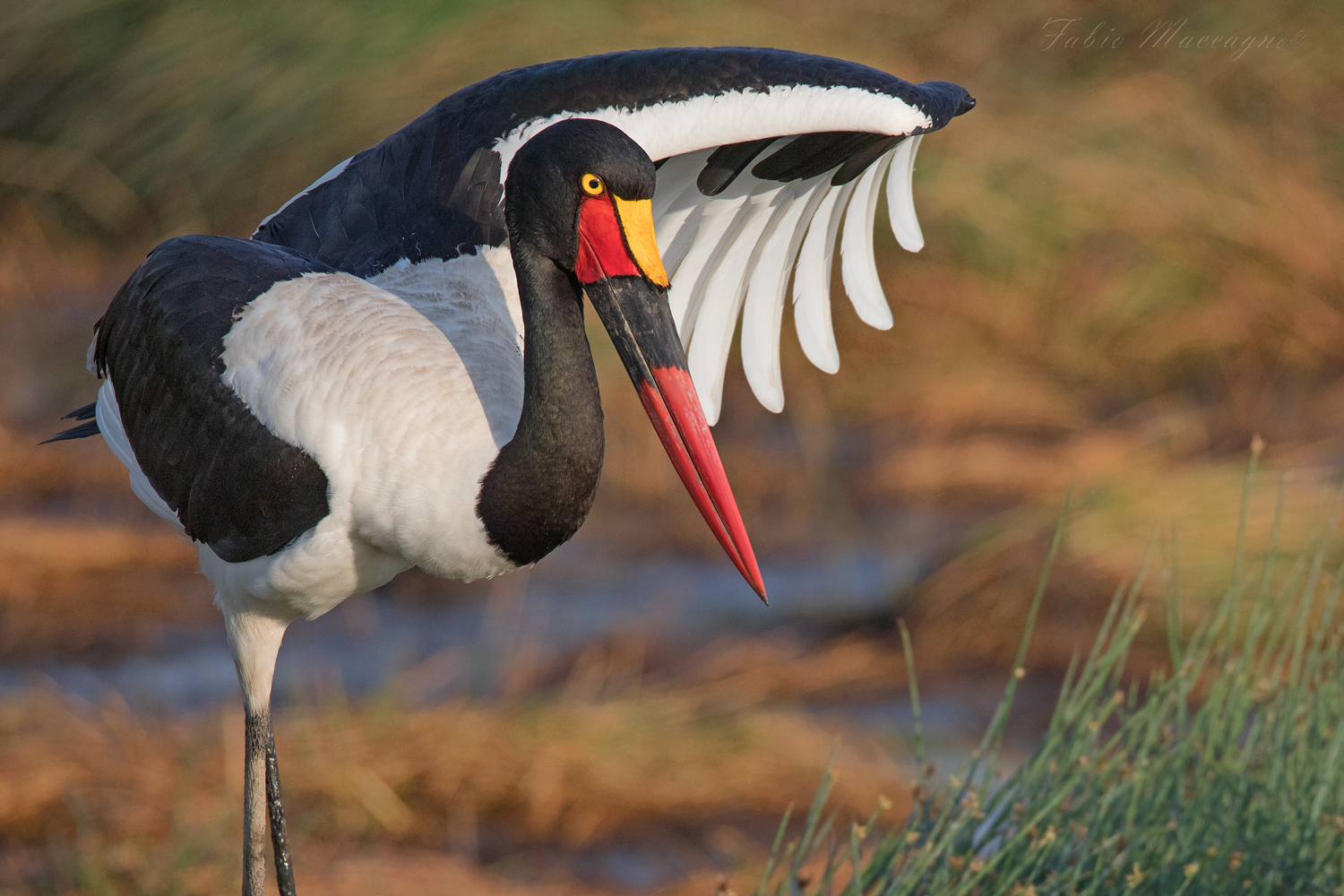 Becco a sella africano