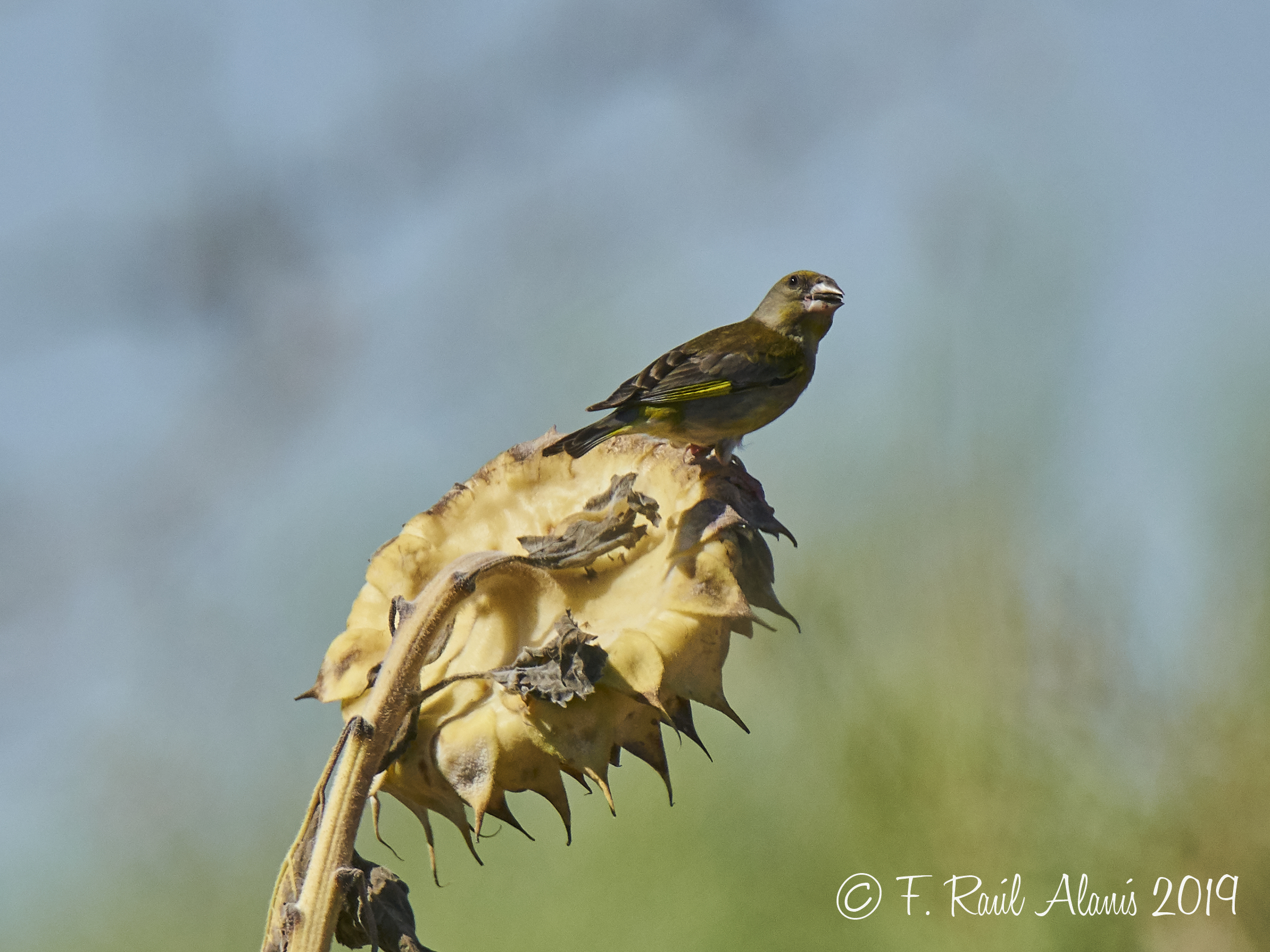 European greenfinch (Chloris chloris)
