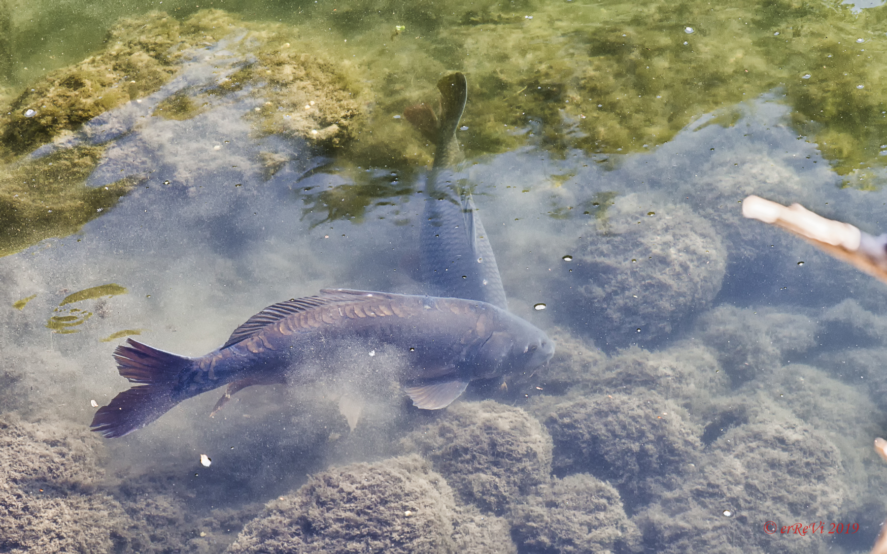 Fish watching (Carpe)