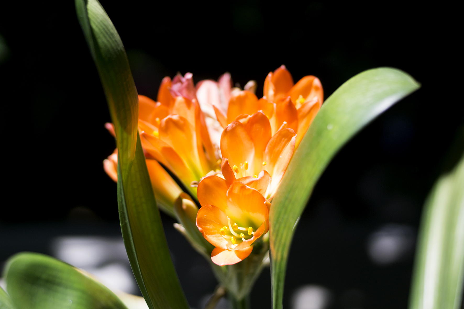 Clivia