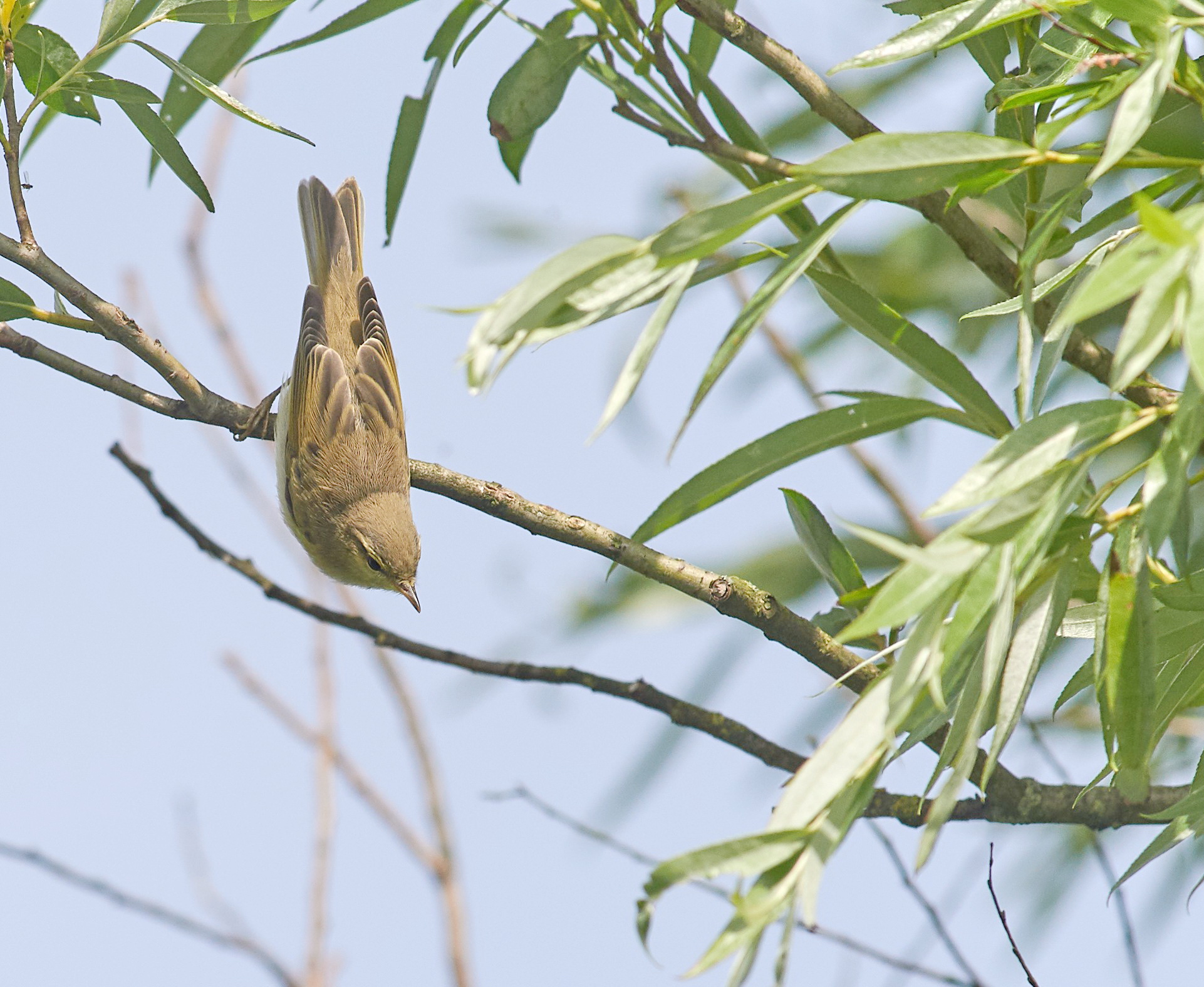 Willow Warbler hunting