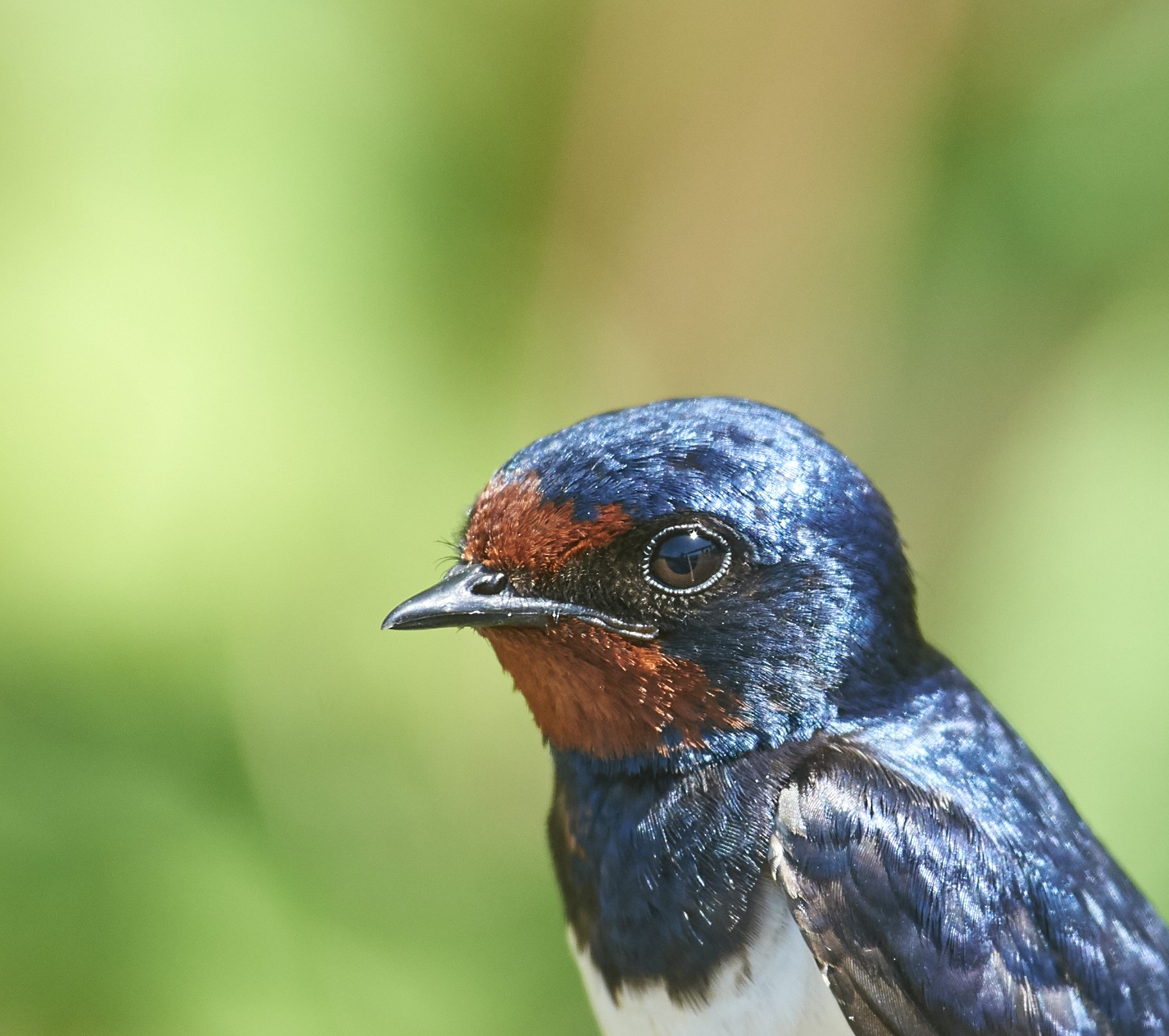 Barn Swallow