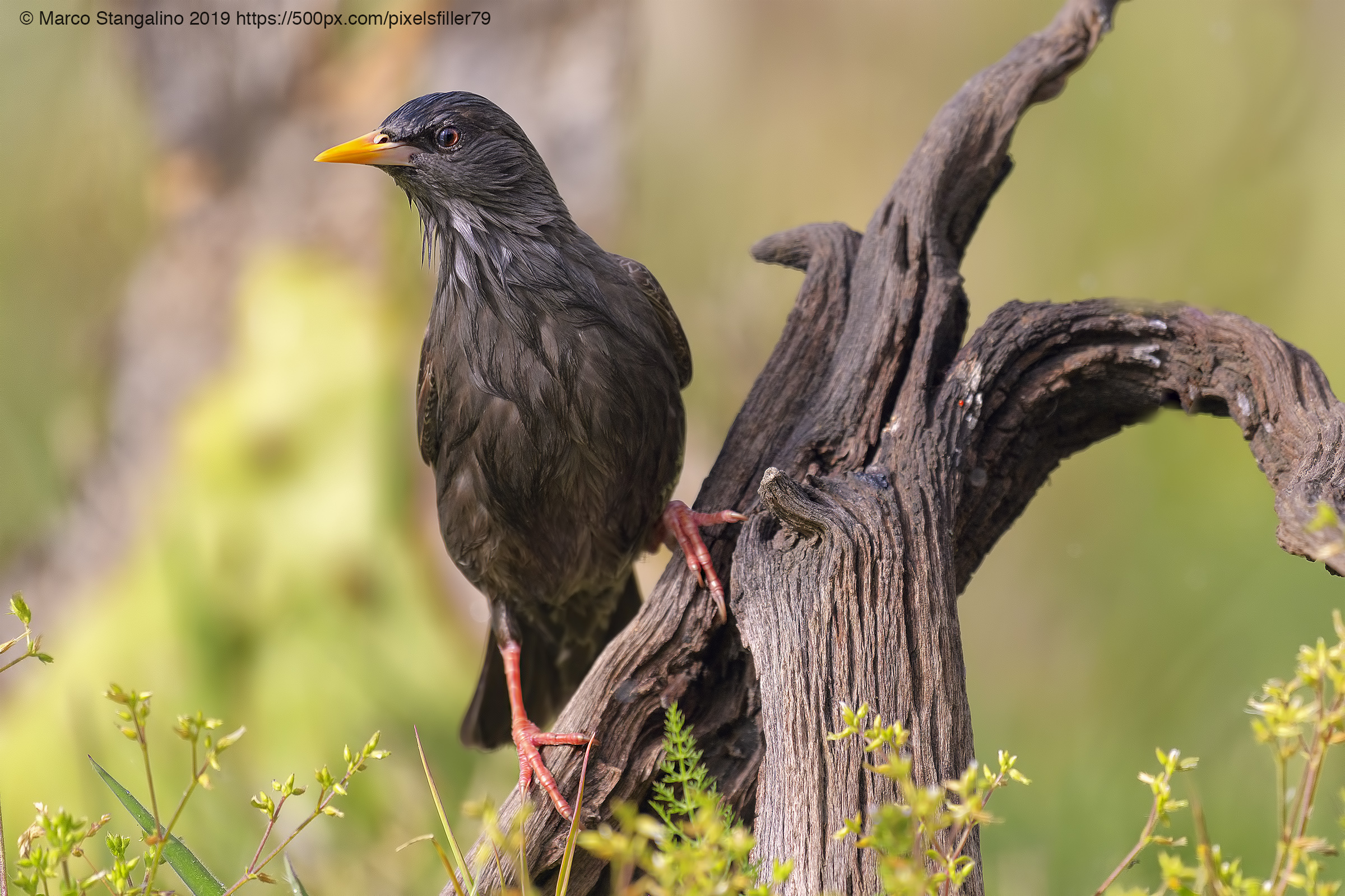 Snooper Starling....