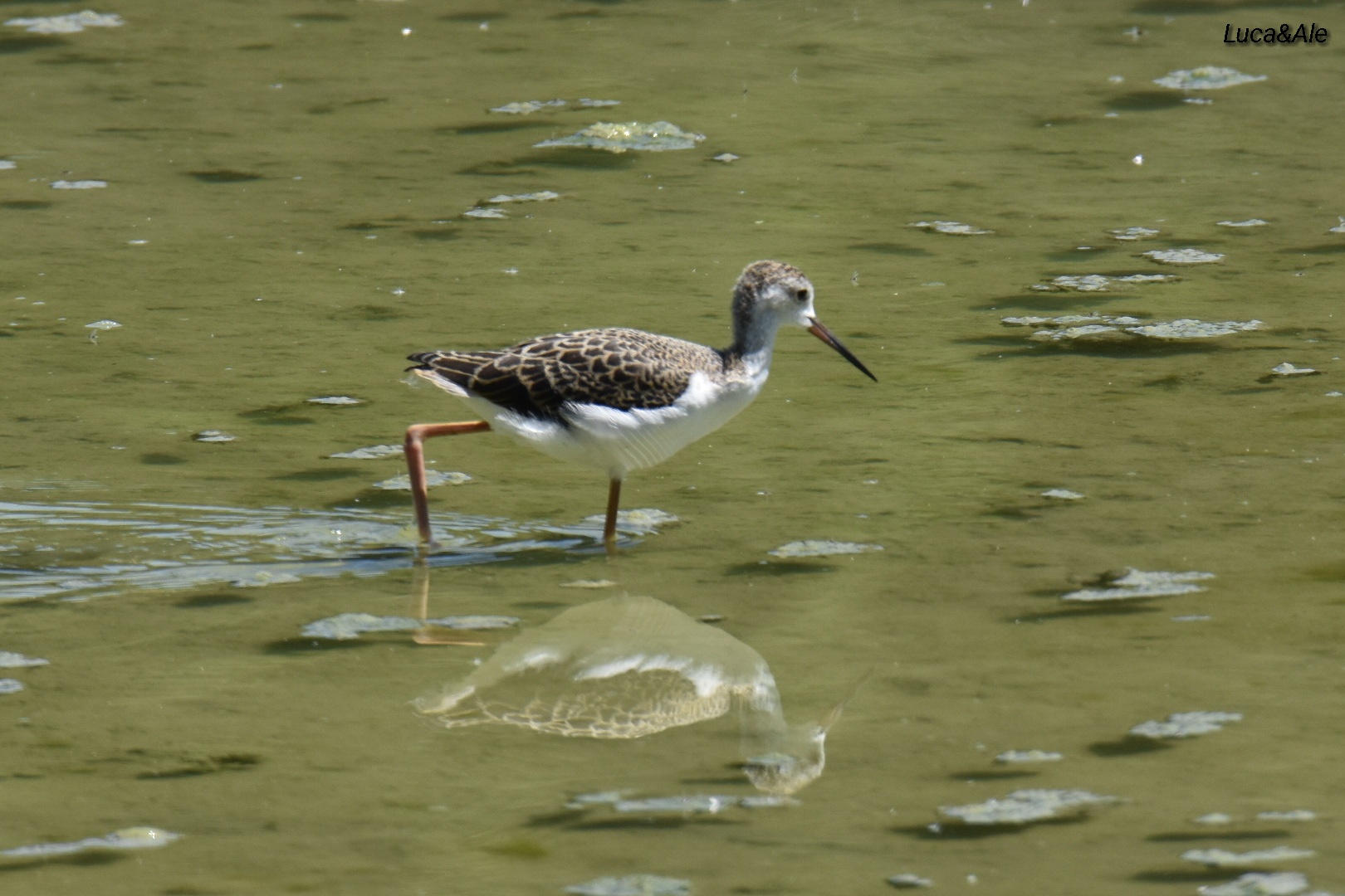Young Knight of Italy