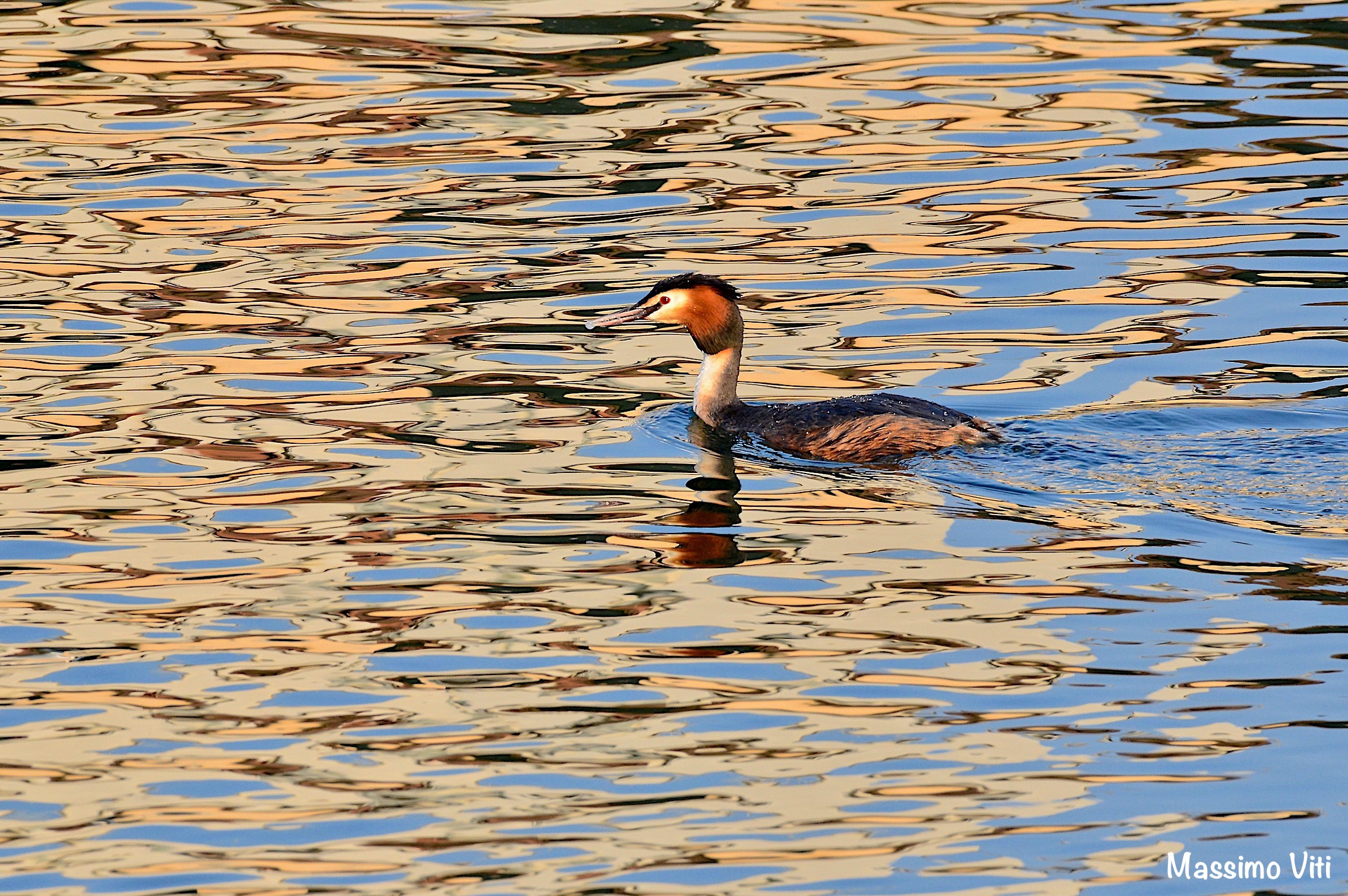 Svasso sul fiume dorato