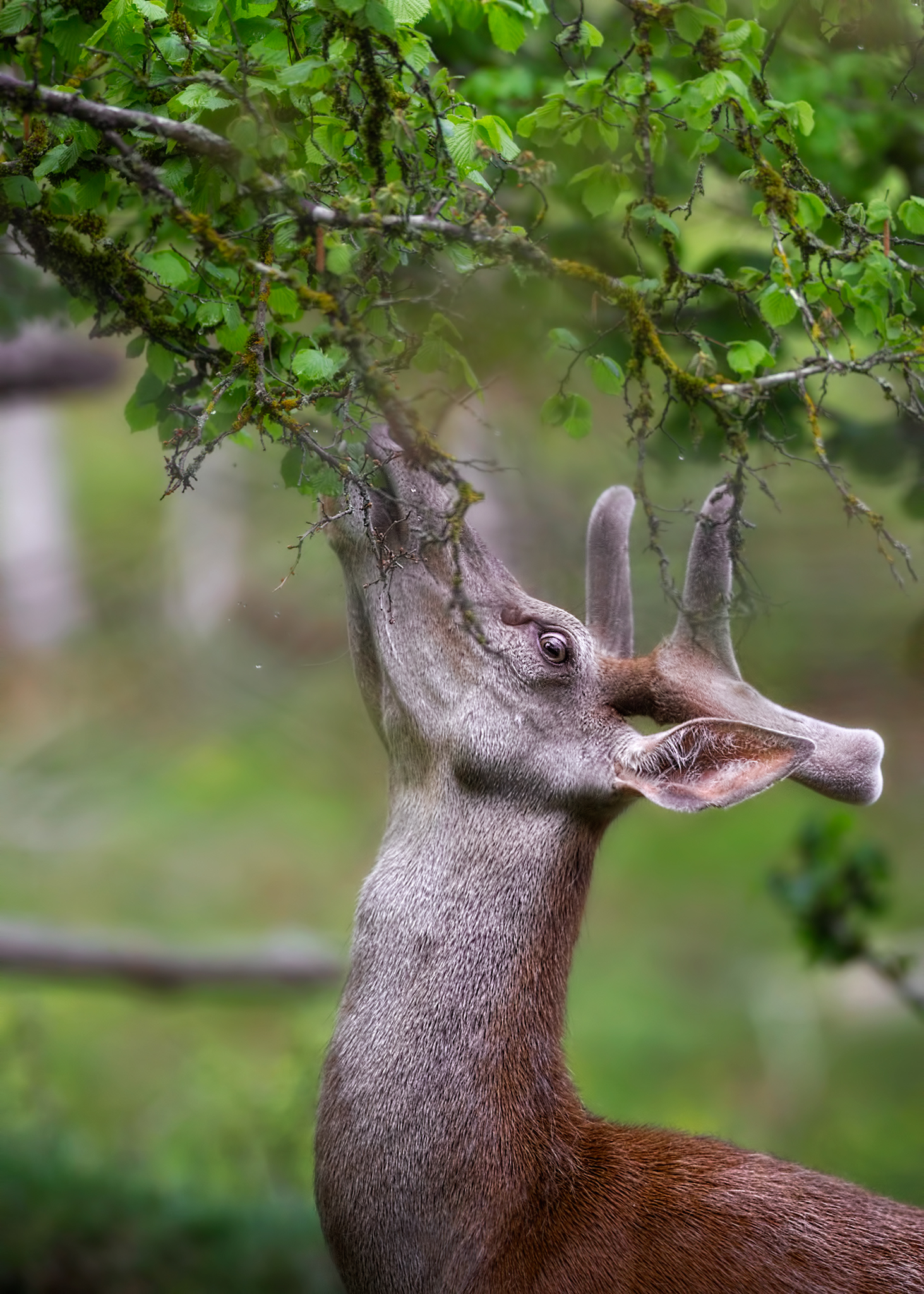 Young Deer in Velvet