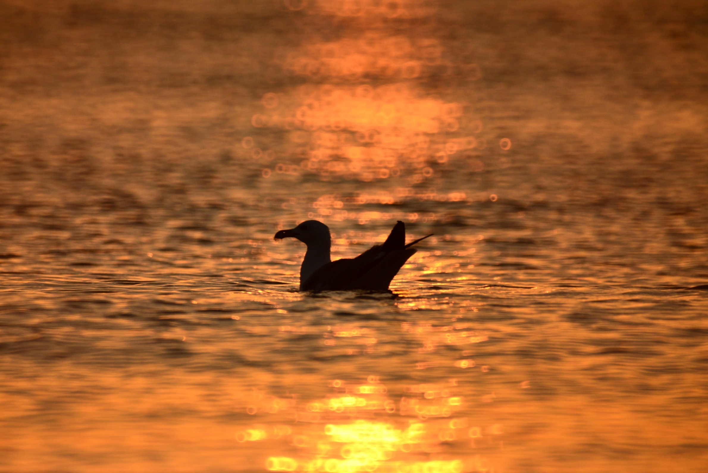 Seagull in the backlight