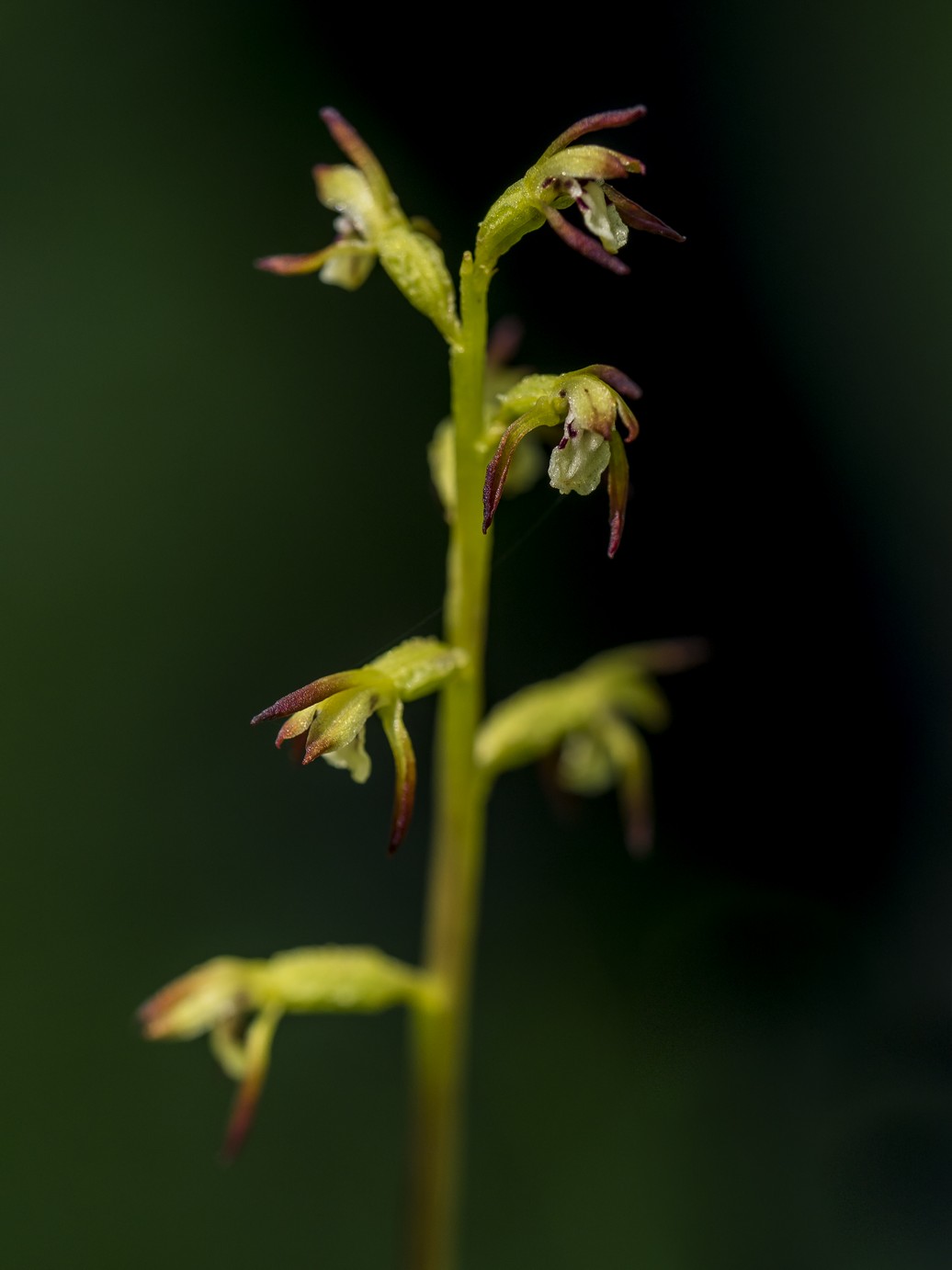 Corallorhiza Trifida