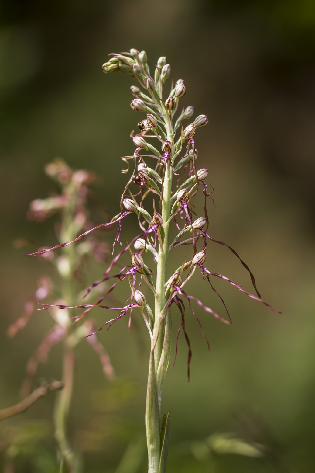 Himantoglossum Adriaticum