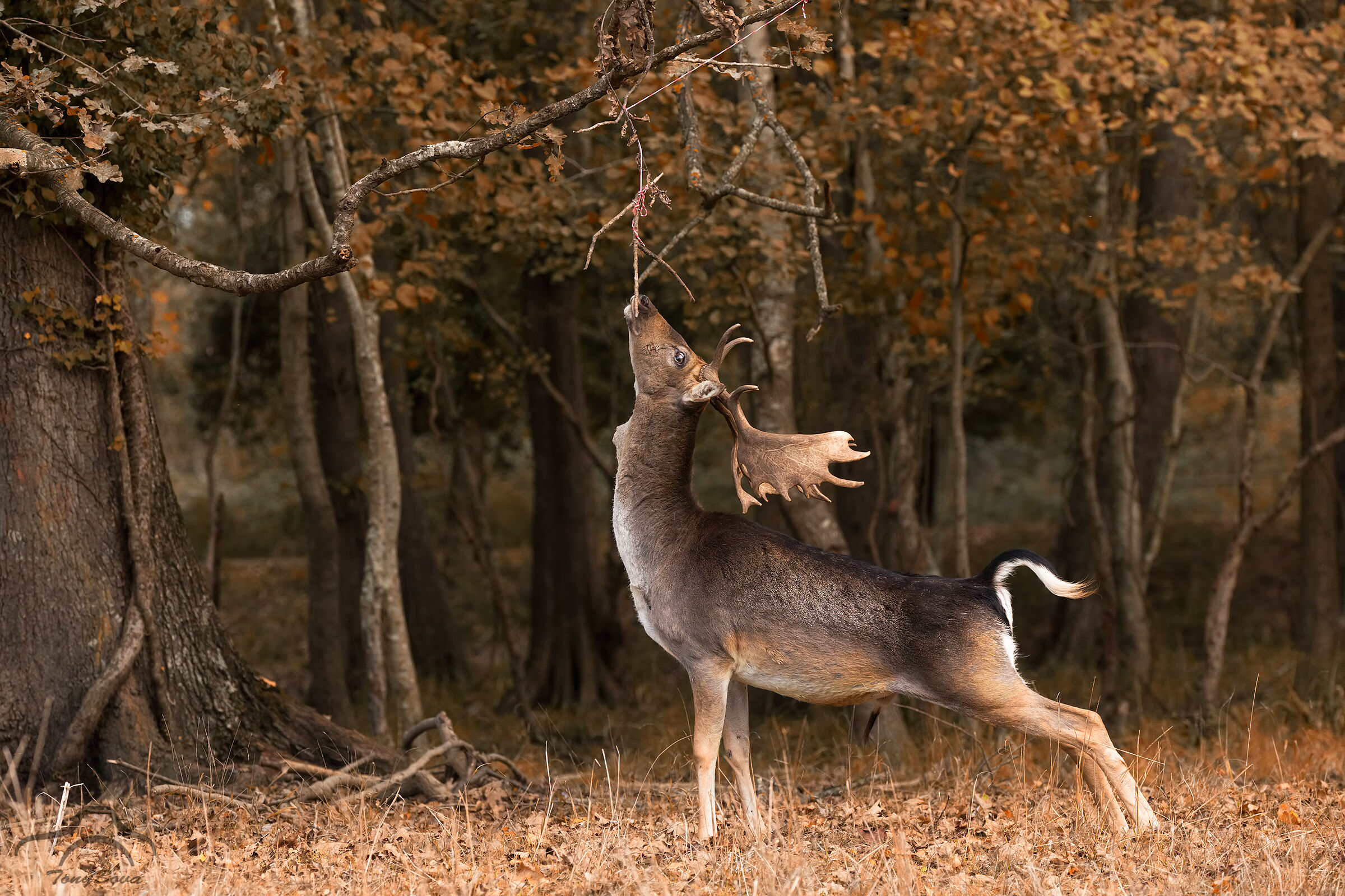 Lo stretching del daino .,..