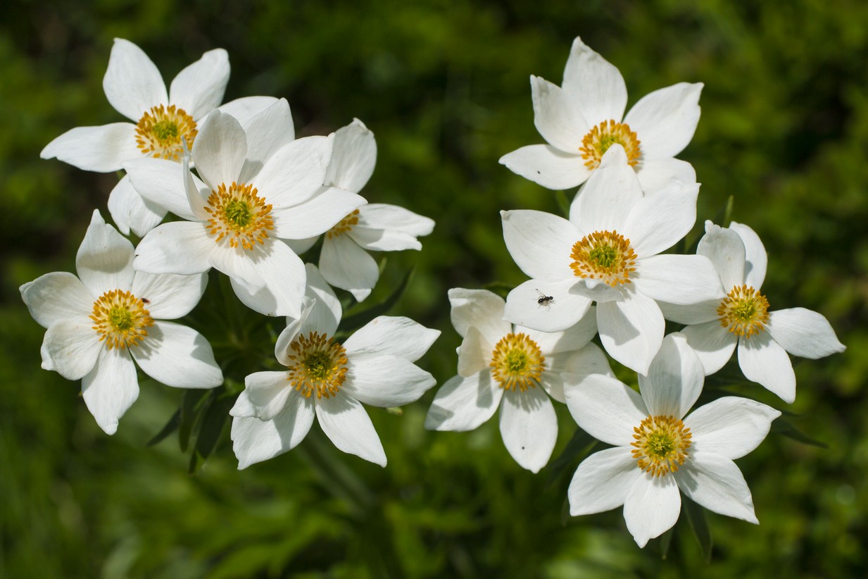 Anemonastrum Narcissiflorum