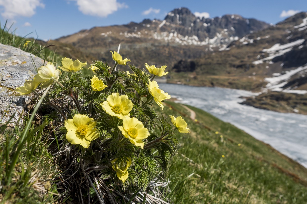 Pulsatilla Alpina