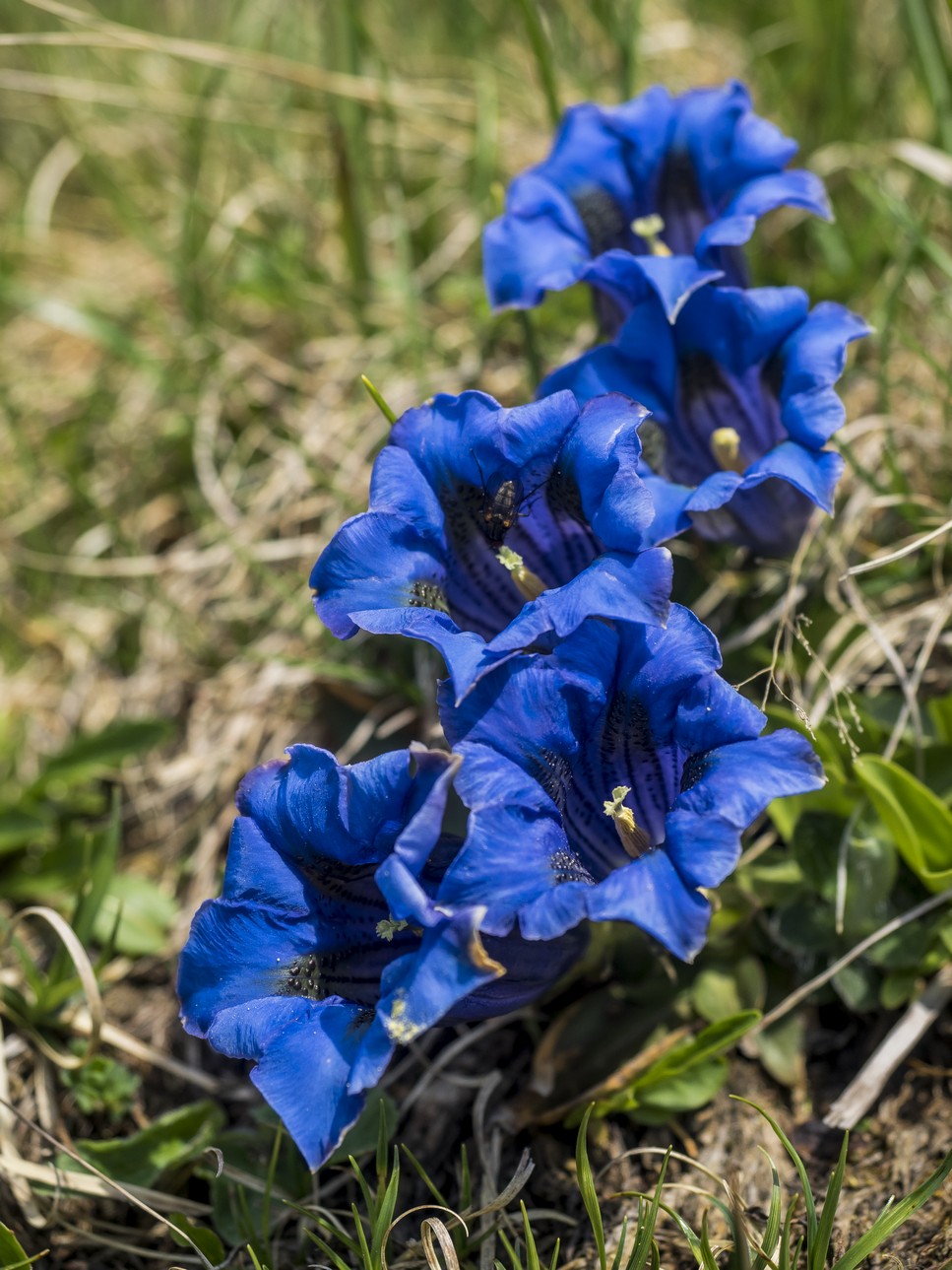 Gentiana Kochiana