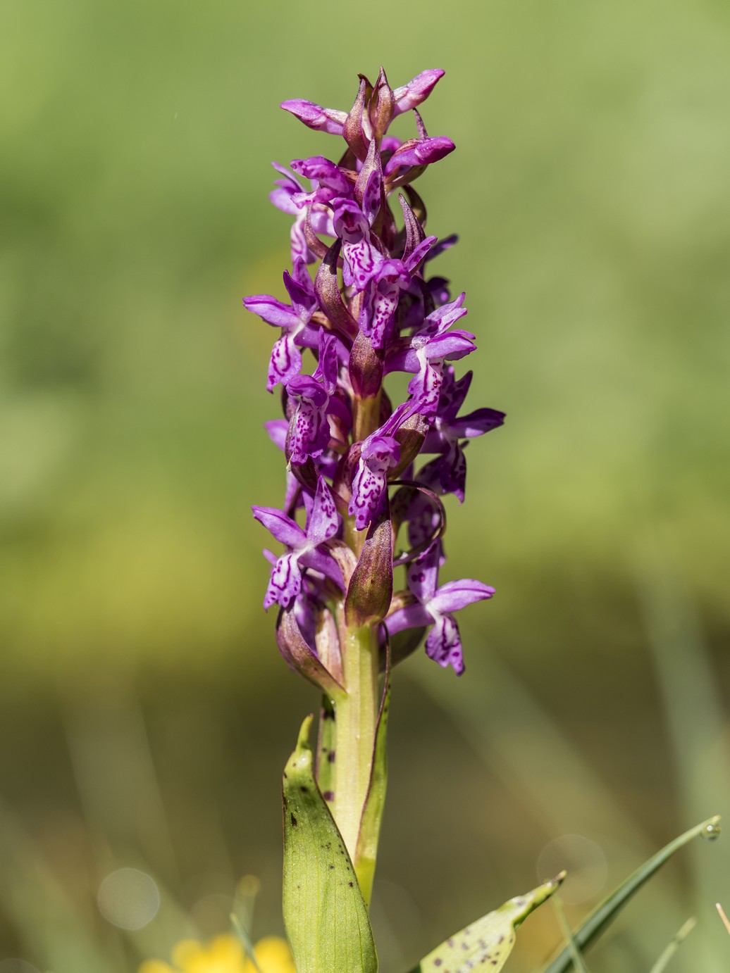 Dactylorhiza Incarnata subsp. Cruenta