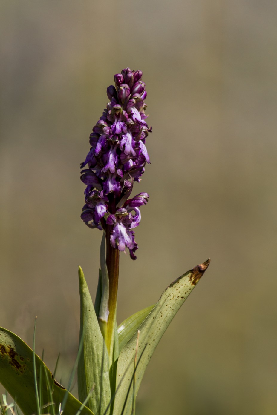 Himantoglossum Robertianum