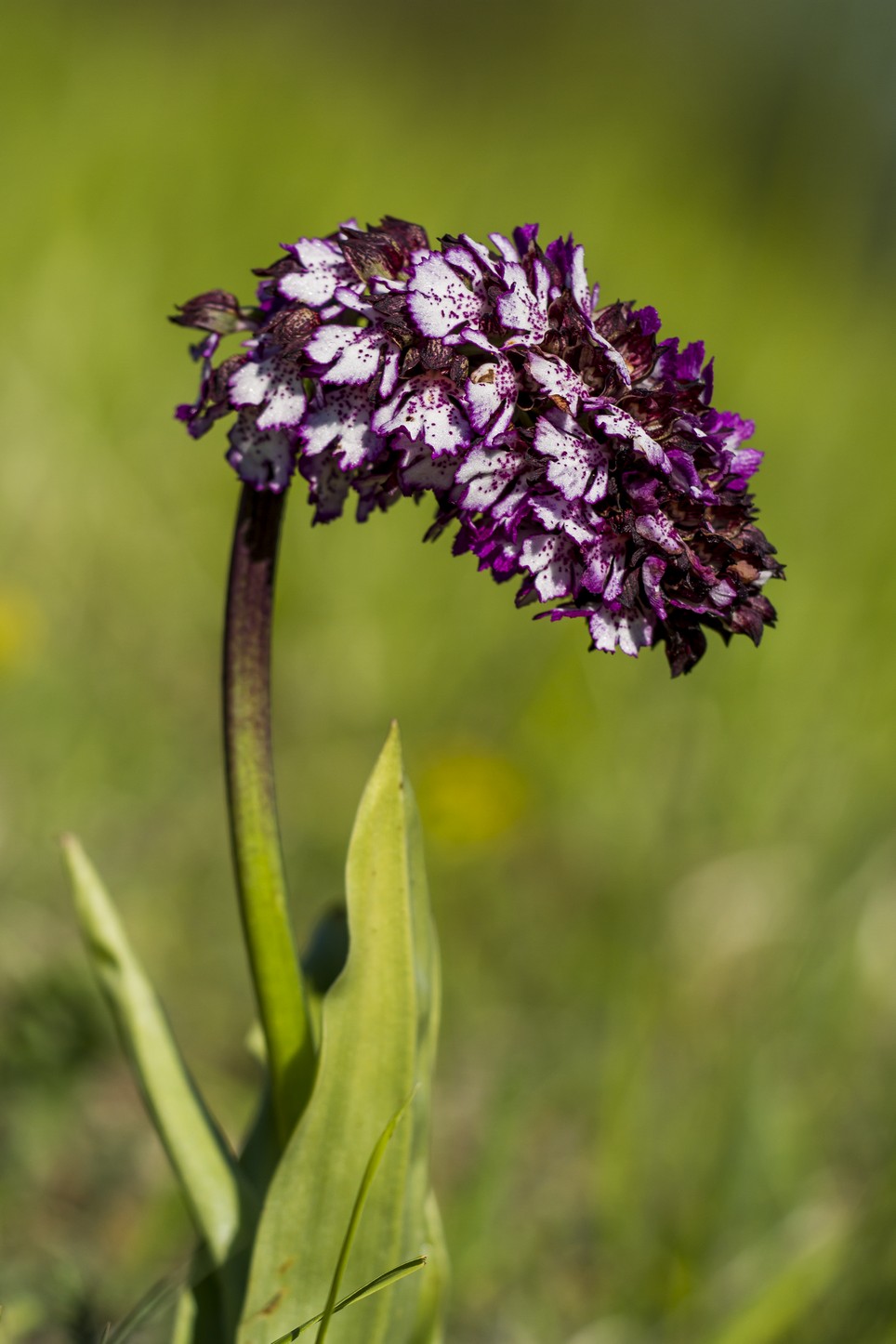 Orchis Purpurea