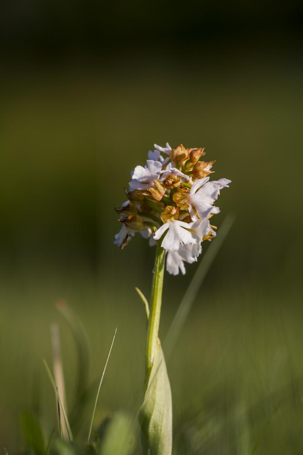 Orchis Purpurea Bianca