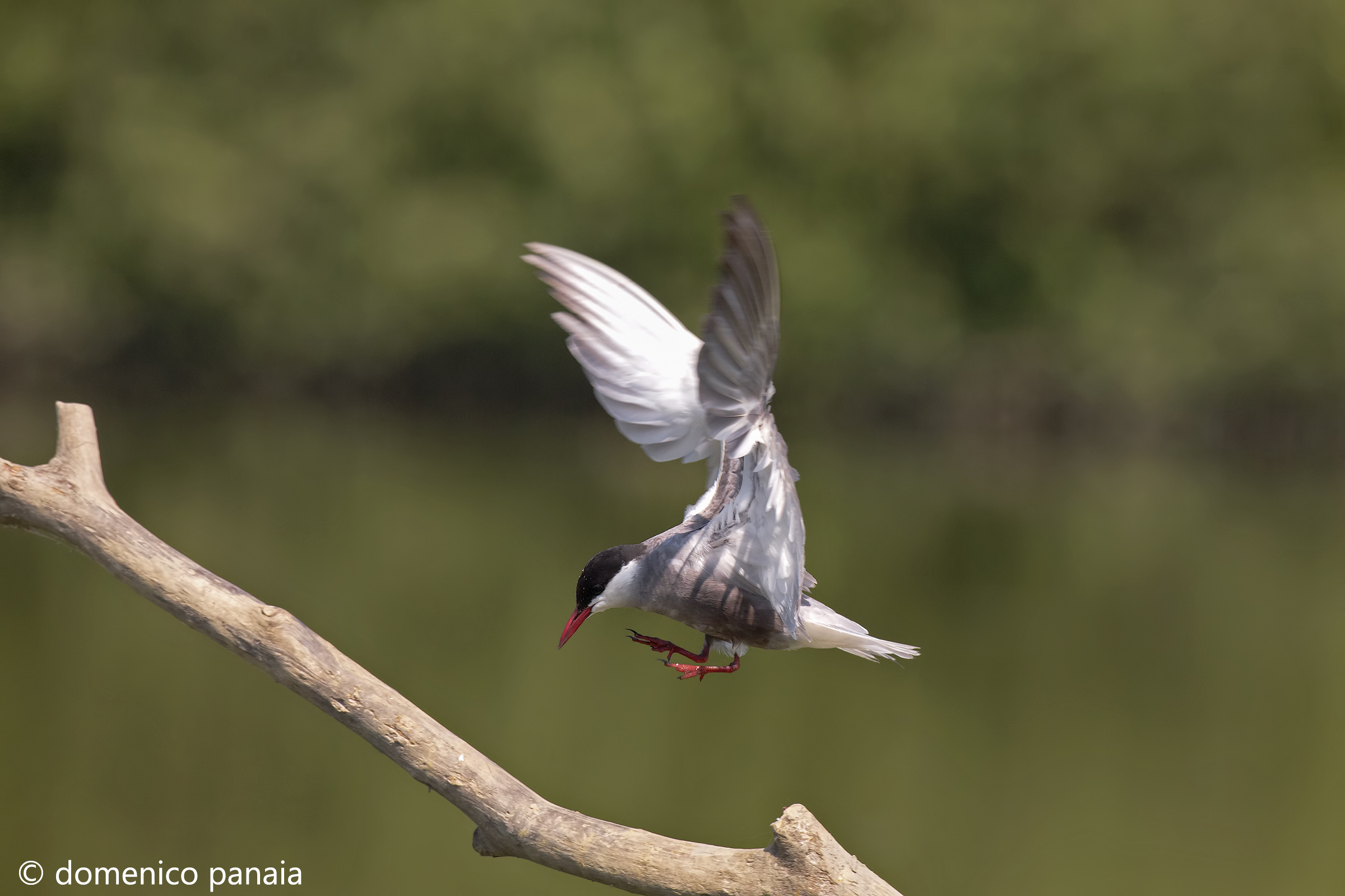 mignattino in atterraggio