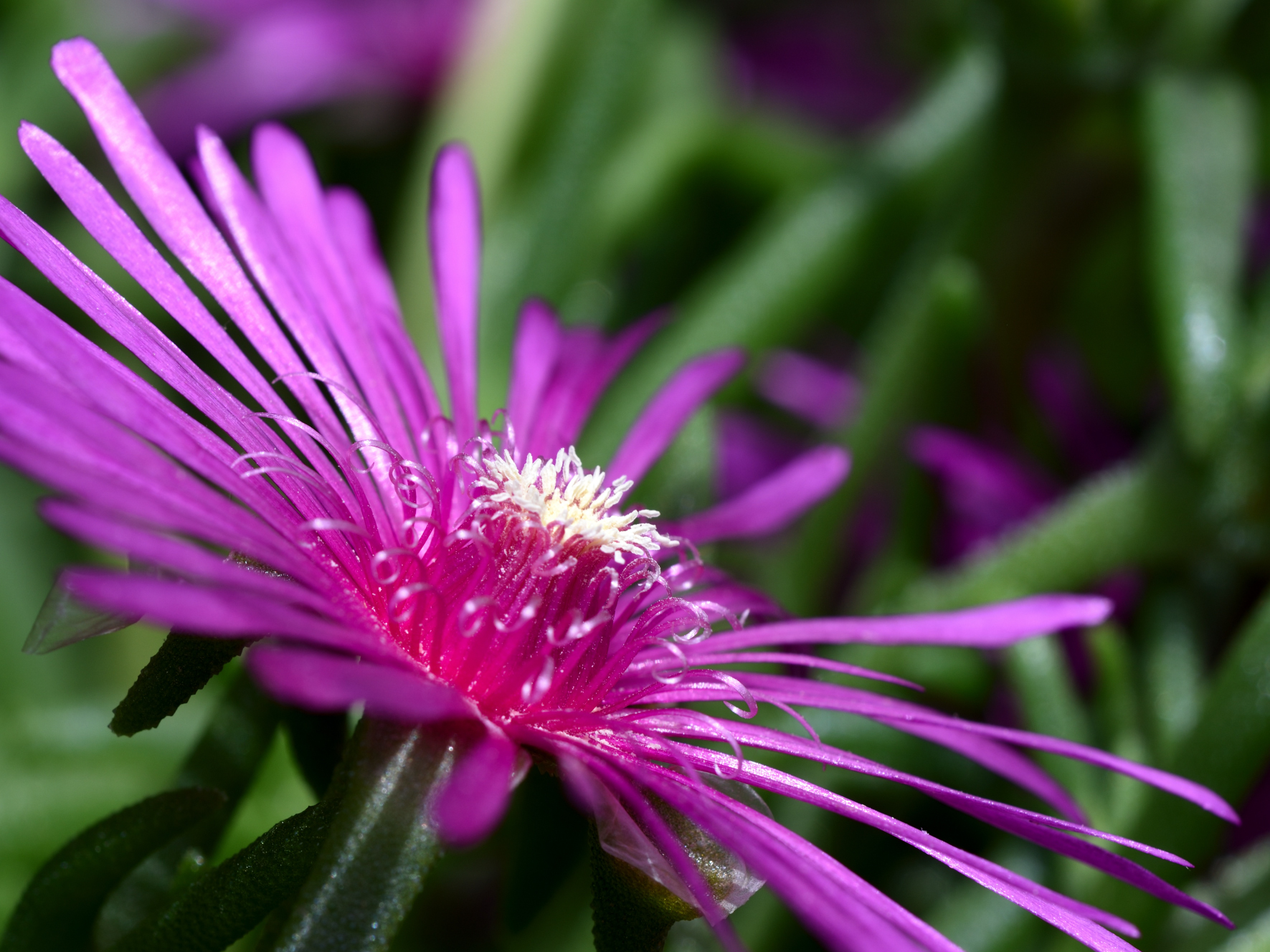 Delosperma cooperi