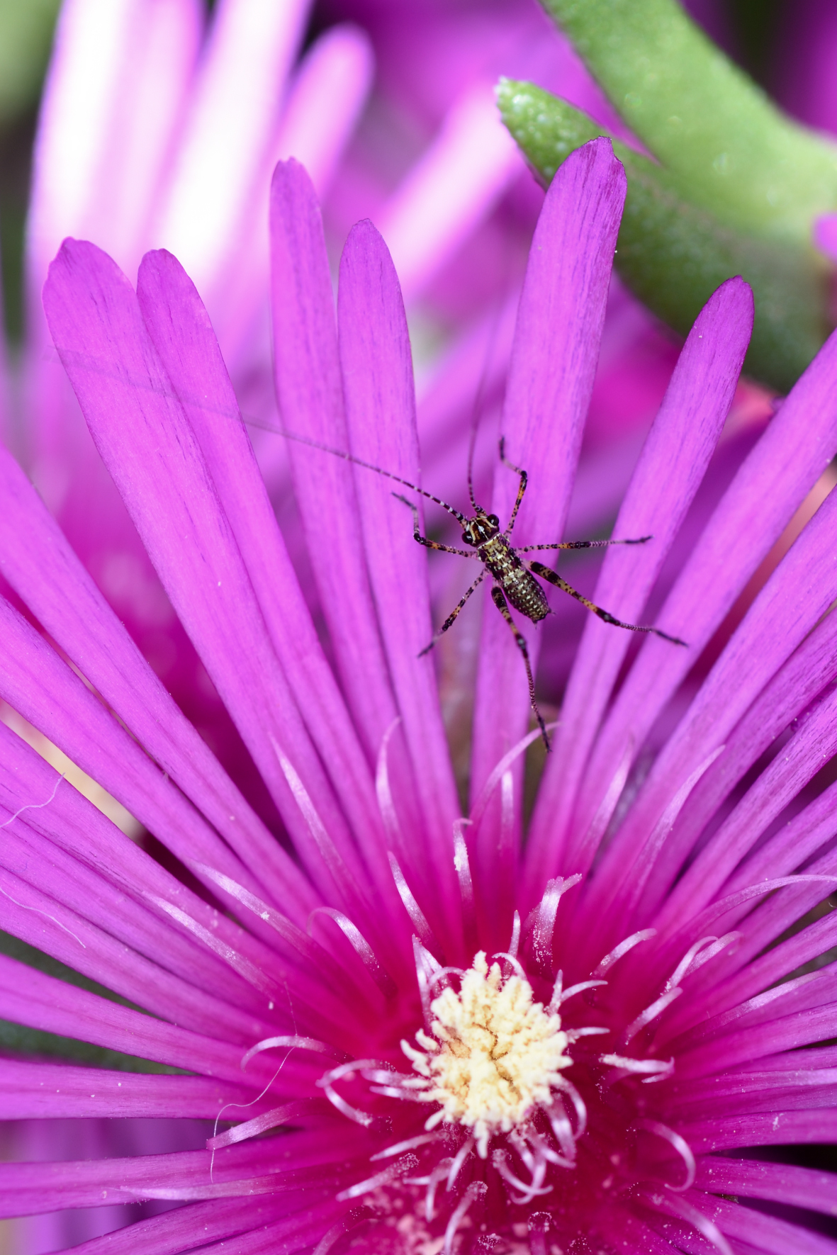 Delosperma cooperi con piccolo grillo