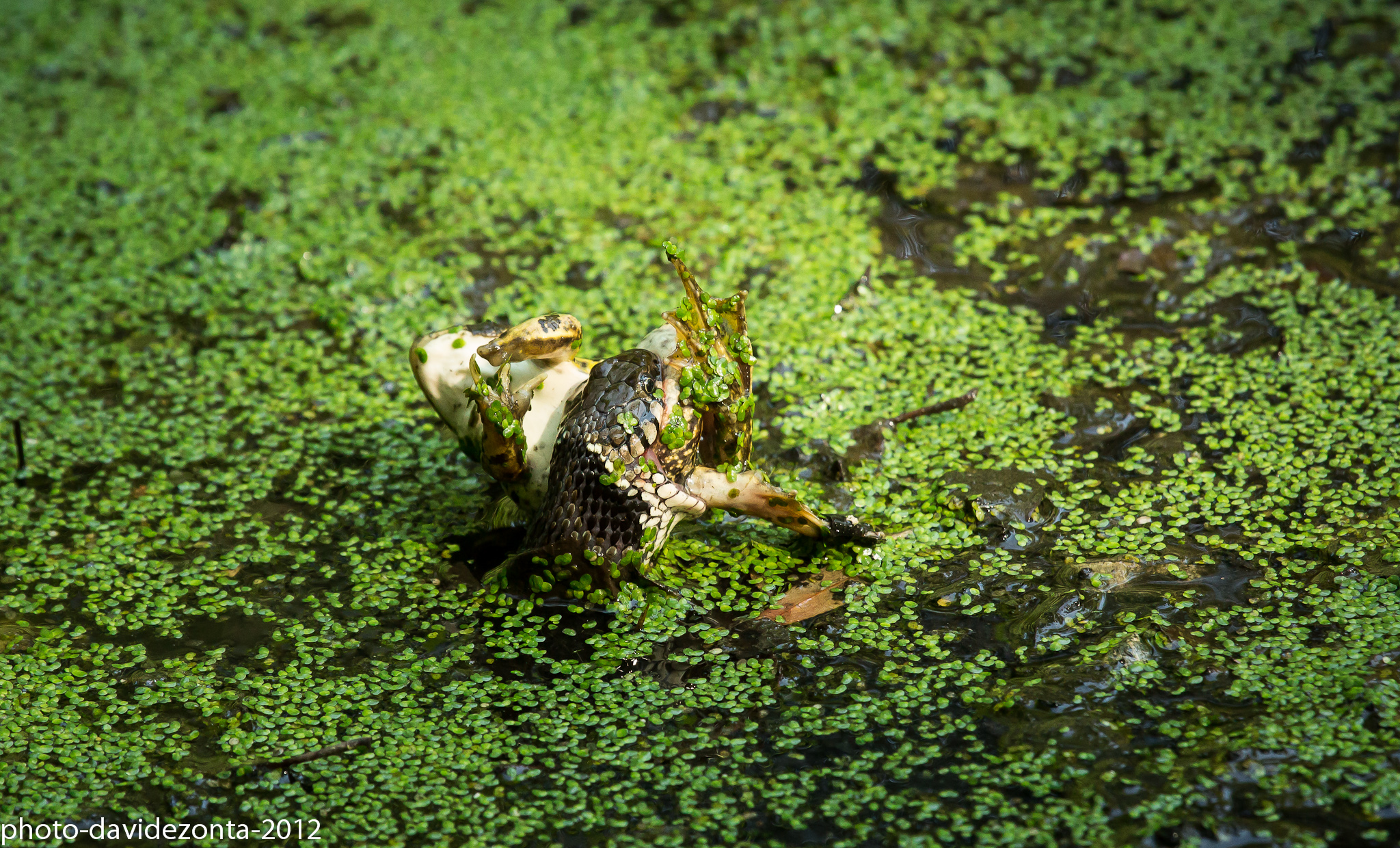 I eat it very slowly