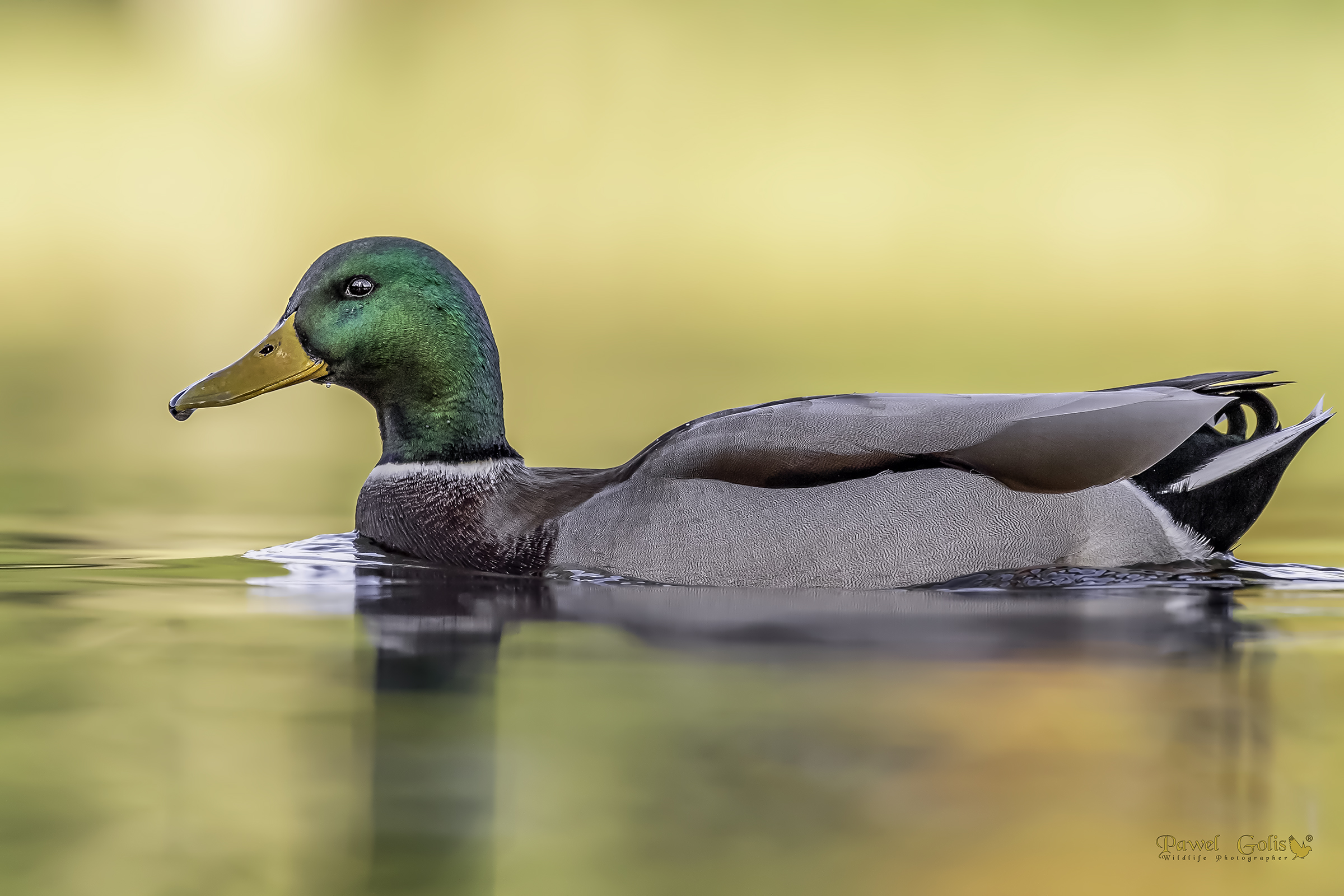 Il germano reale (Anas platyrhynchos)