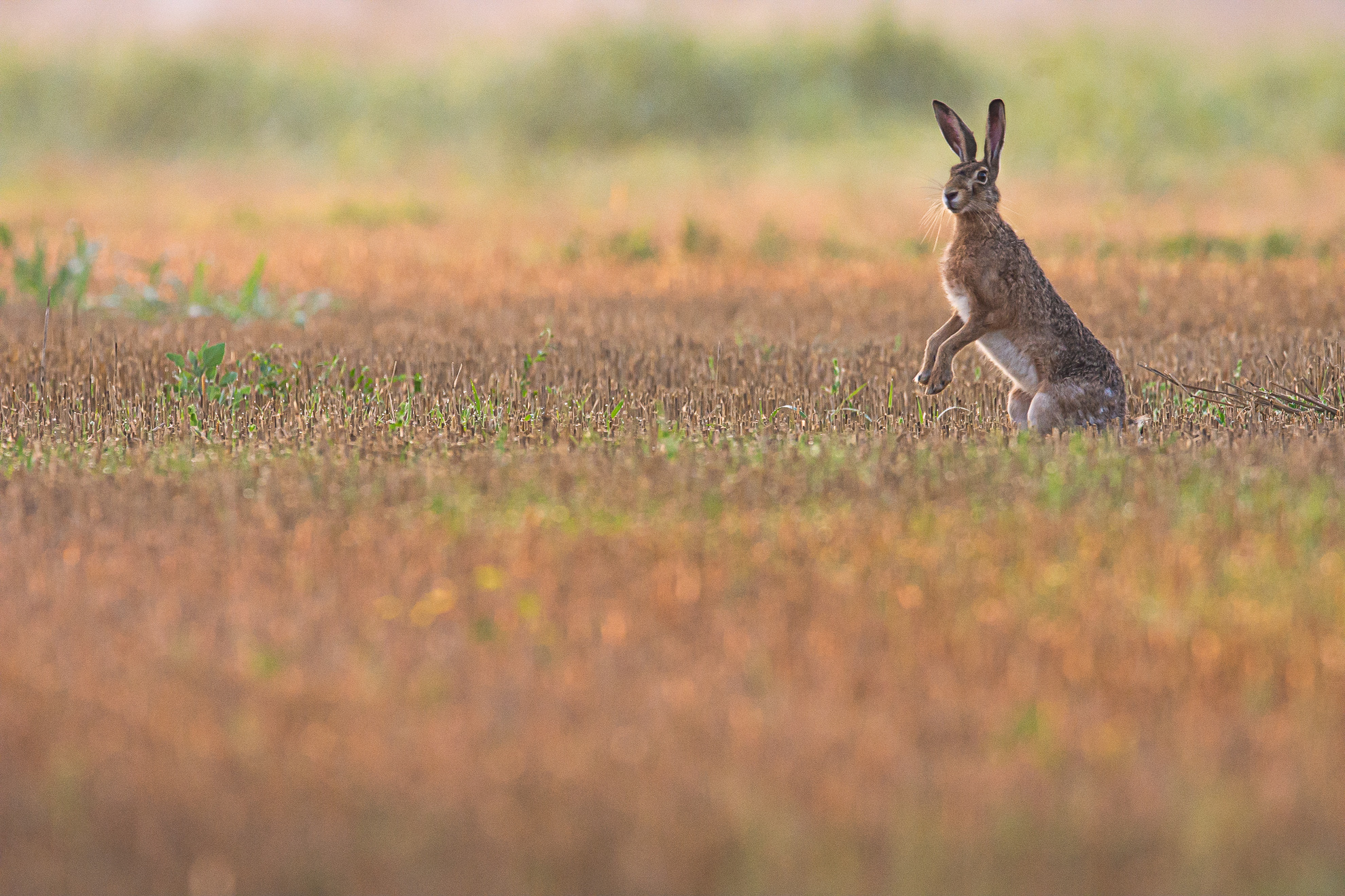 European Hare in the Park of the