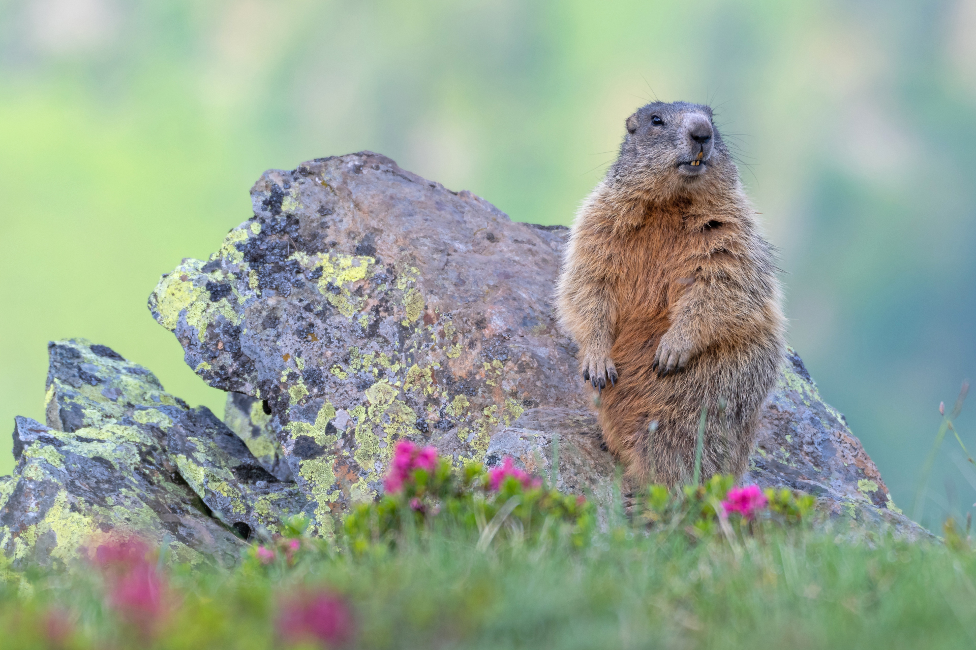 Marmot