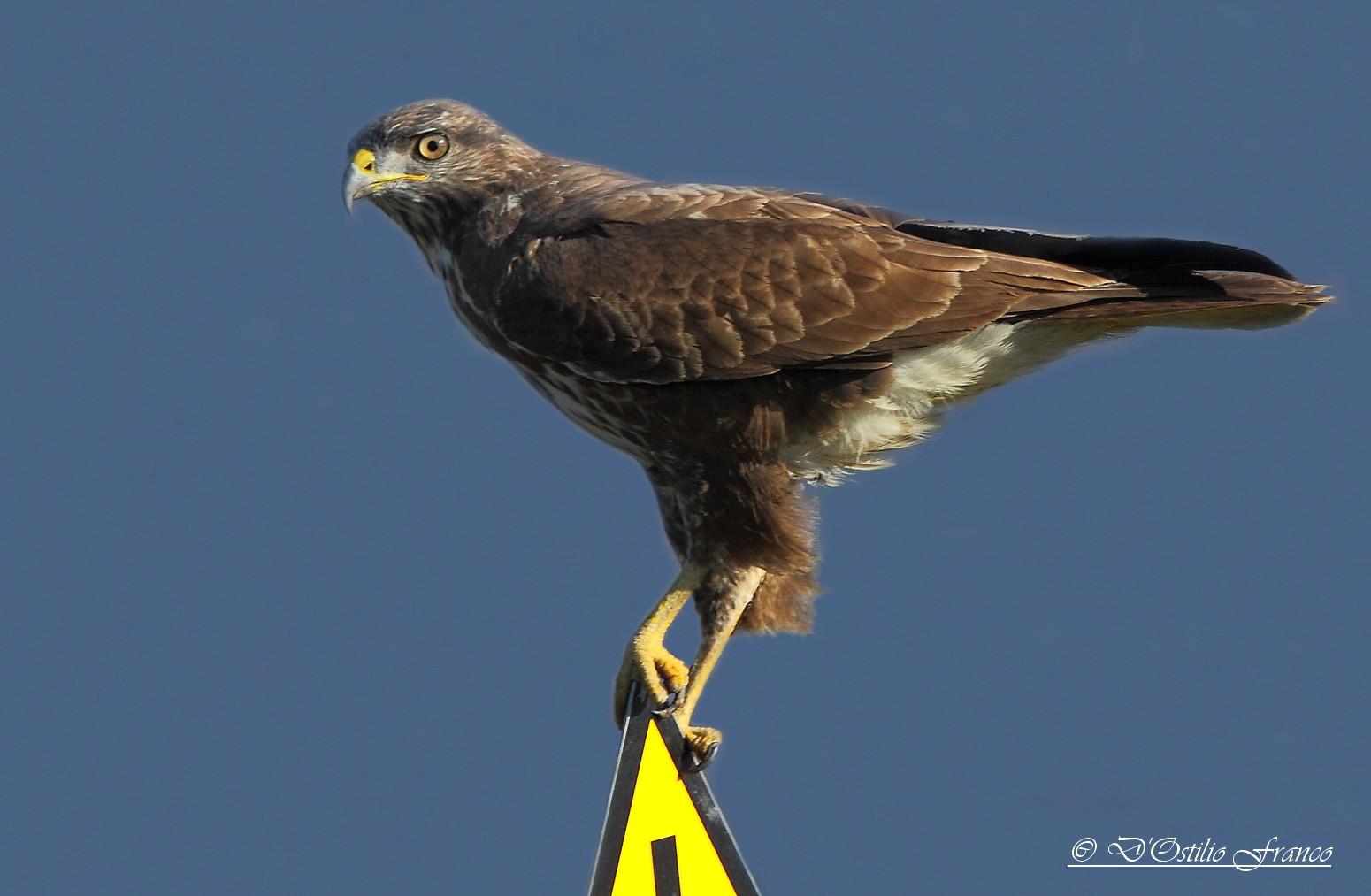 Buzzard - Buteo buteo