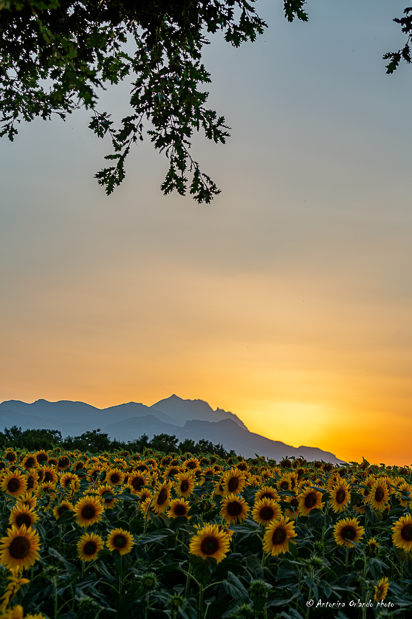 Flowers go to sleep together in the sun