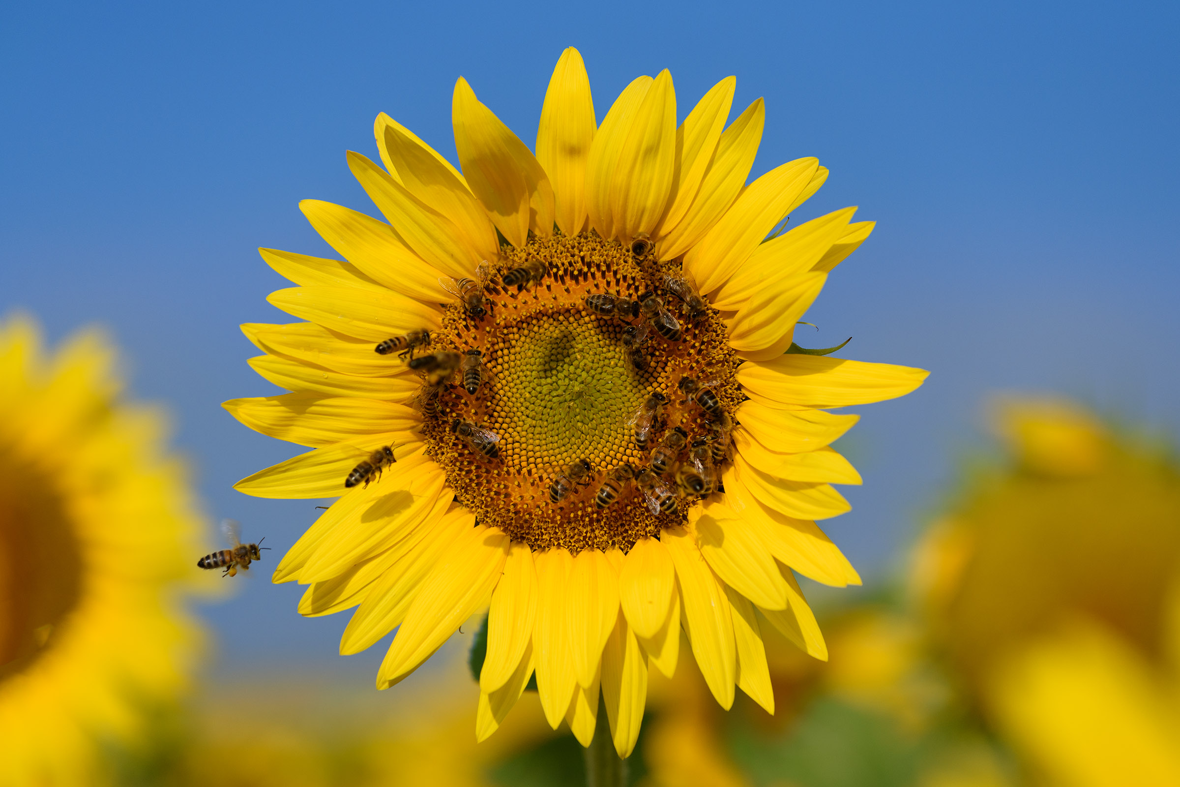 We are at the sunflower