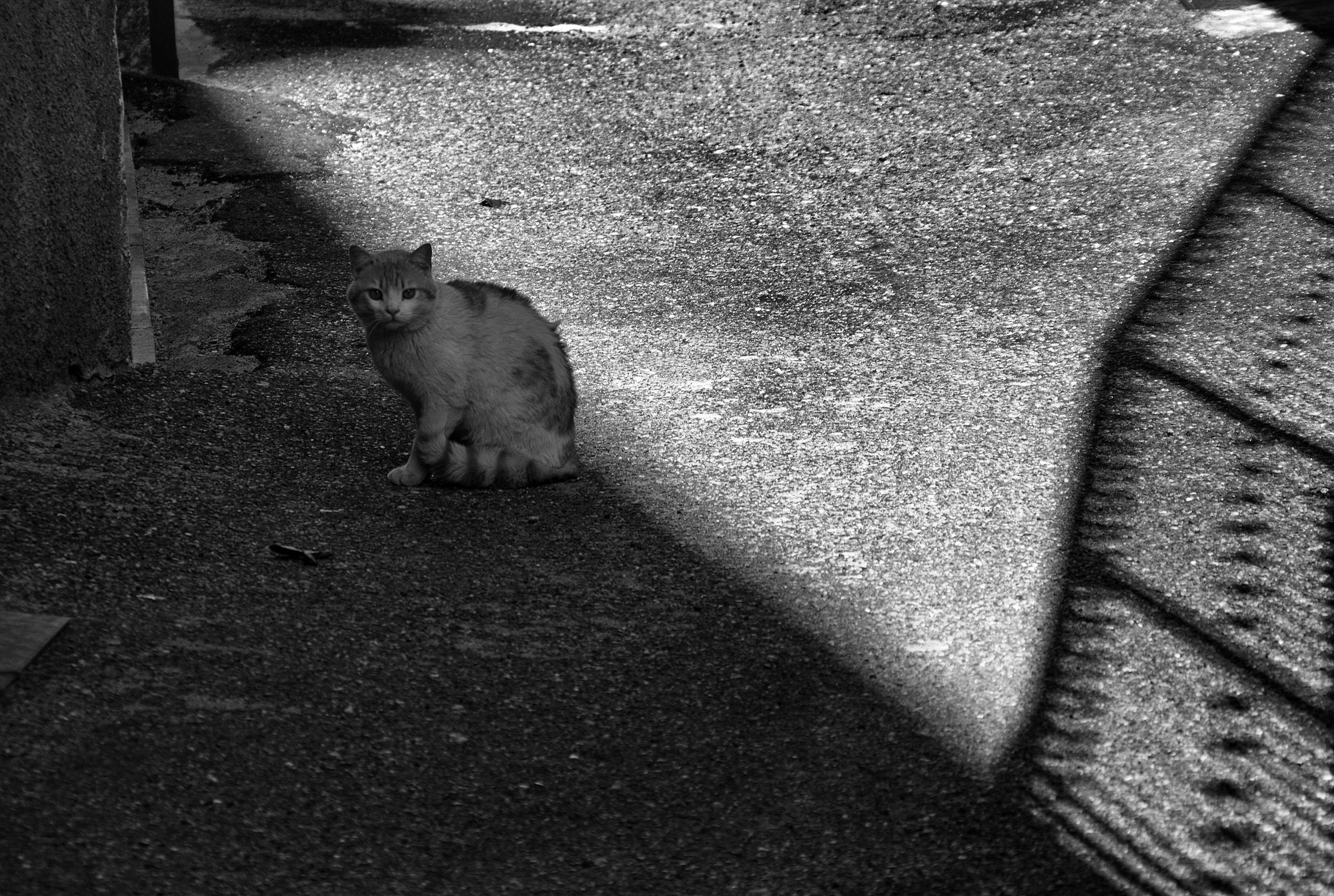 Cat - in black and white