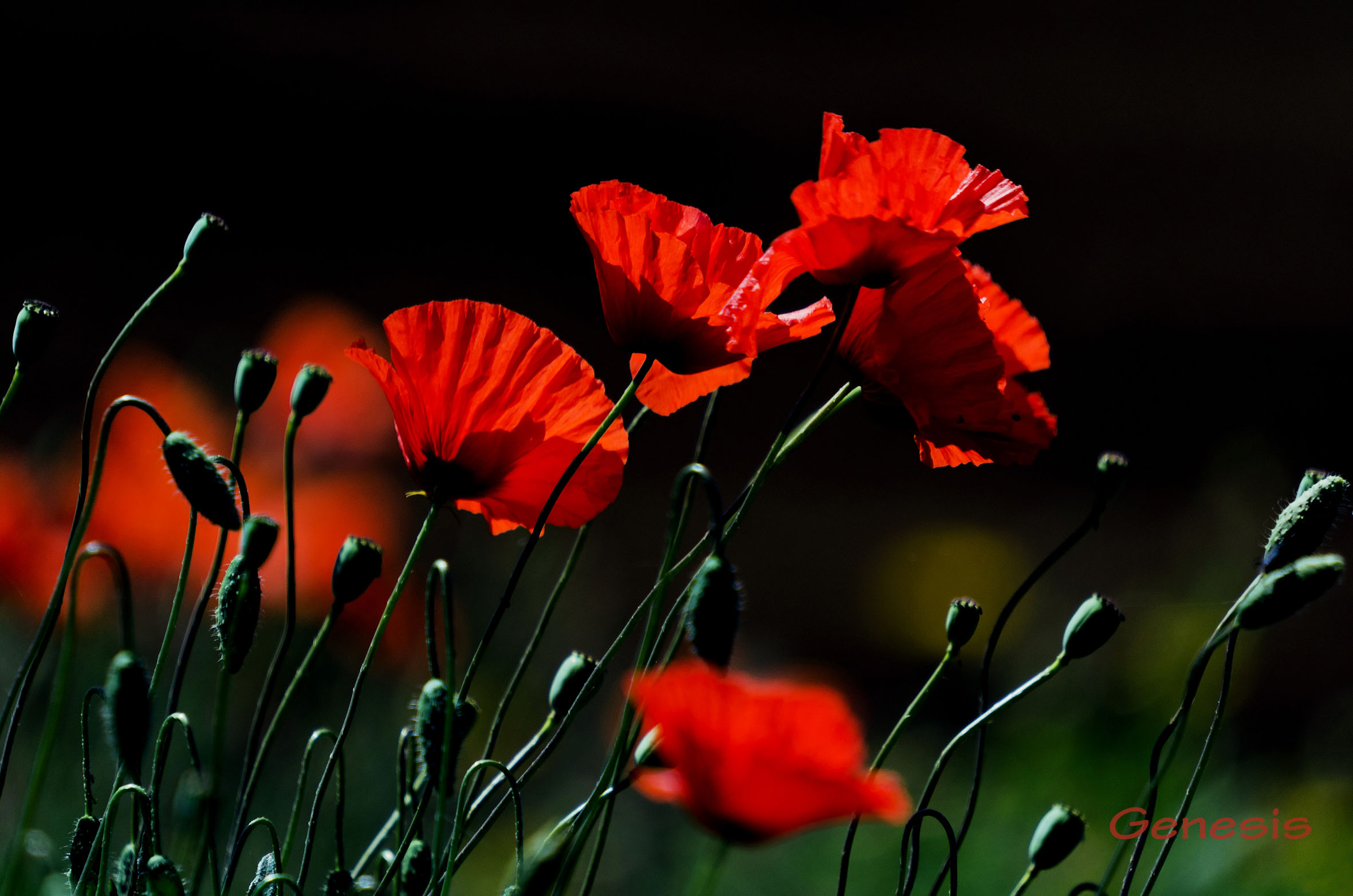 Poppies